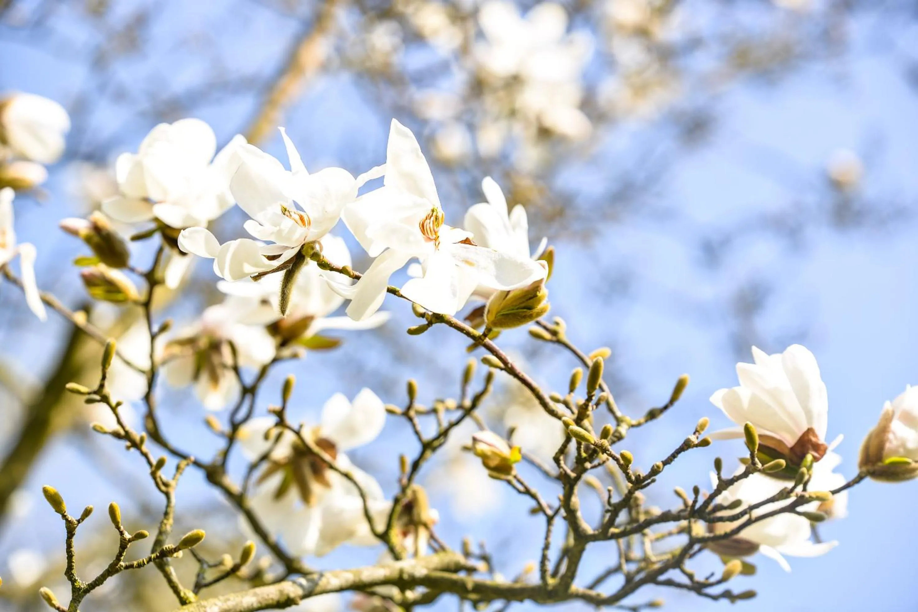 Day in Hotel de Grote Zwaan