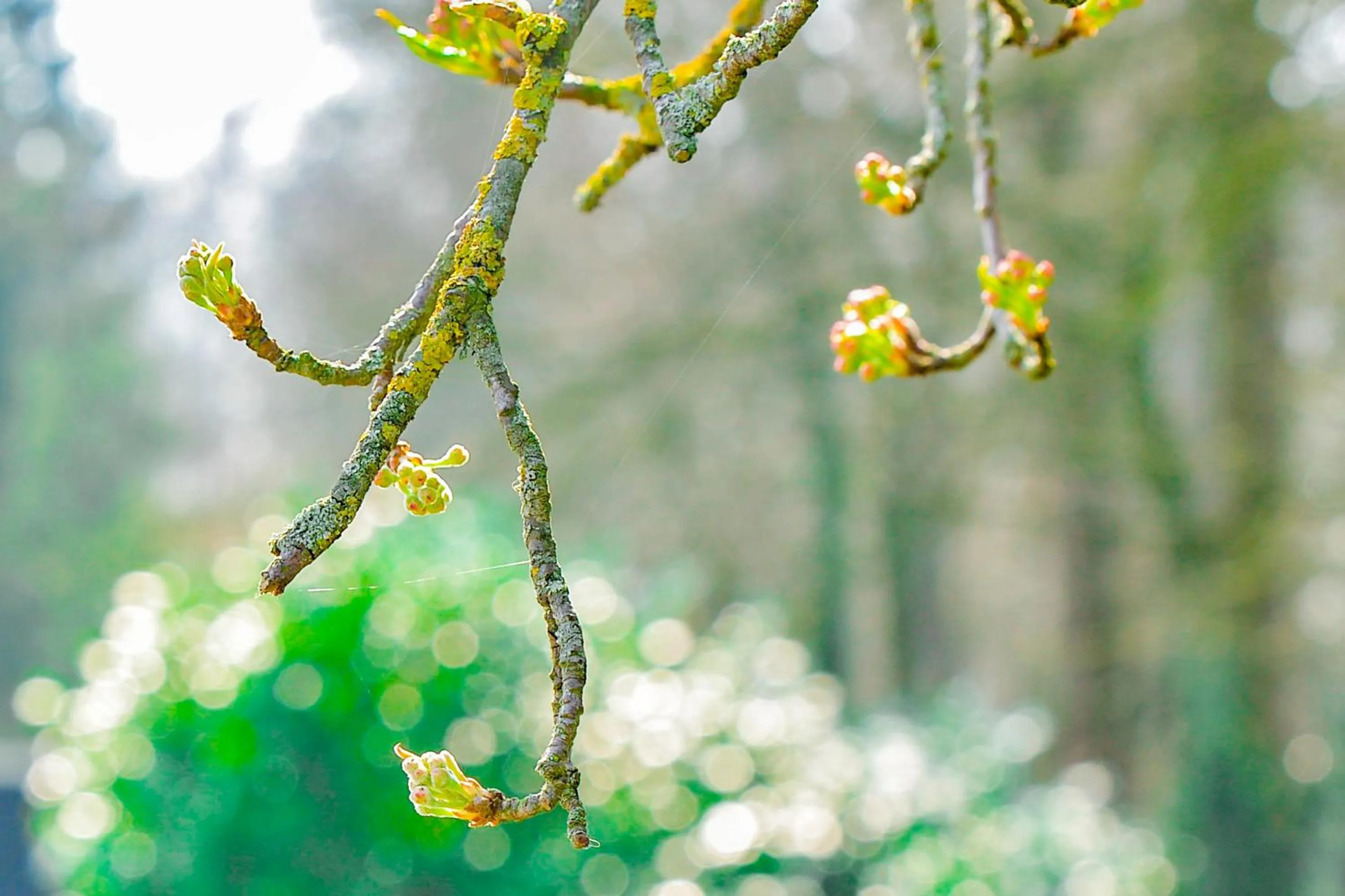 Day in Hotel de Grote Zwaan