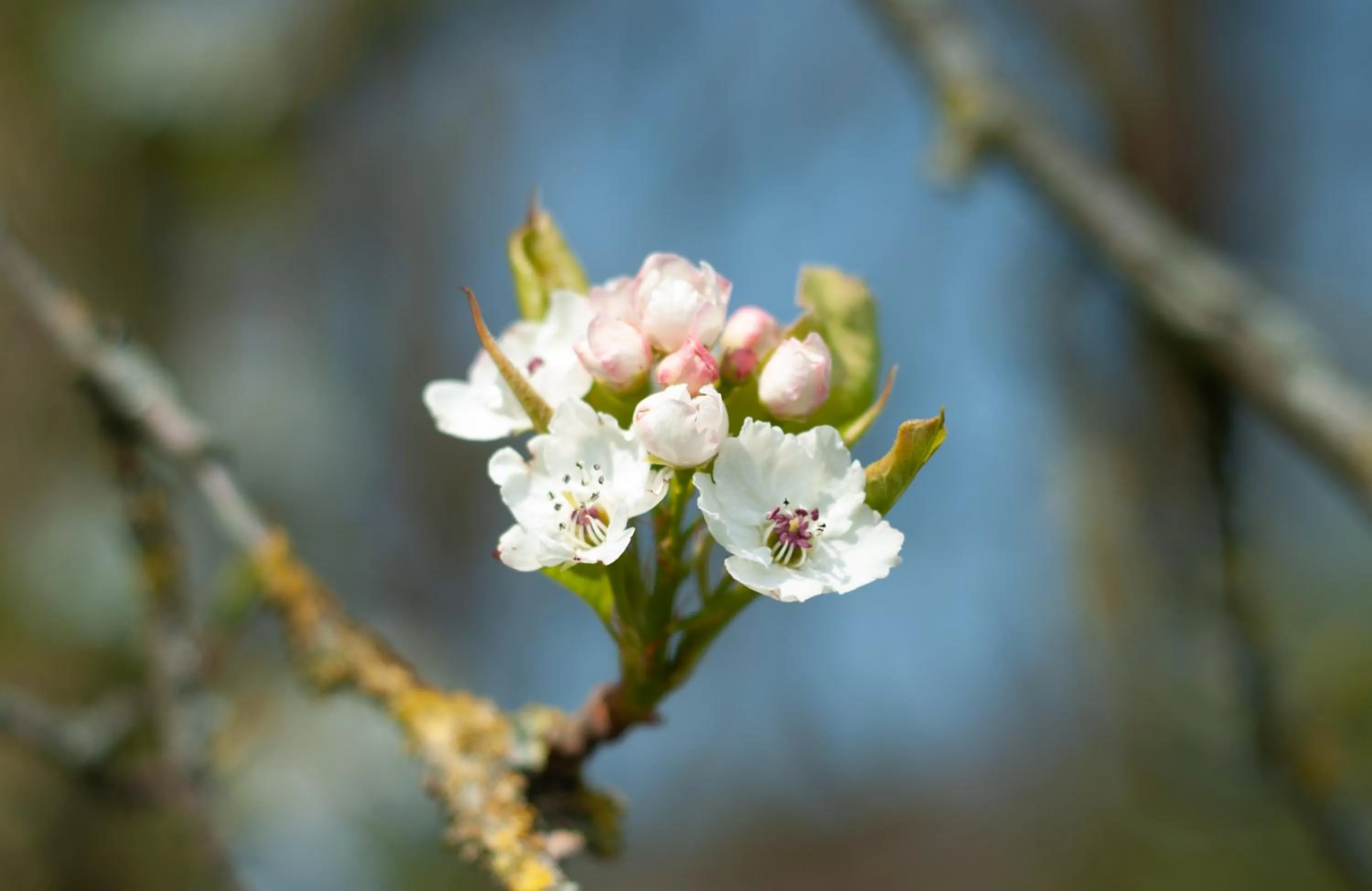 Natural landscape in Hotel de Grote Zwaan