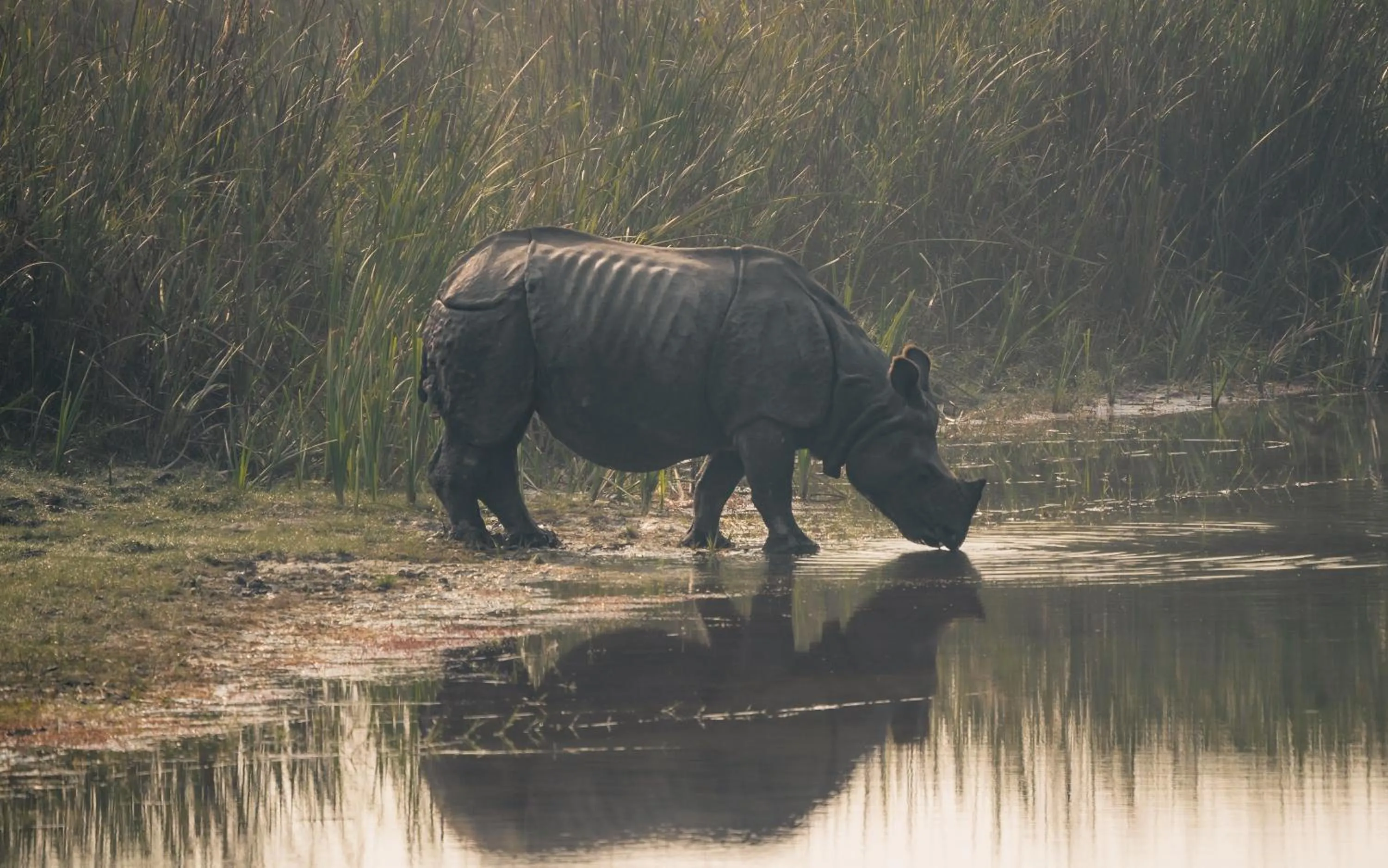 Animals in Bardia Forest Resort