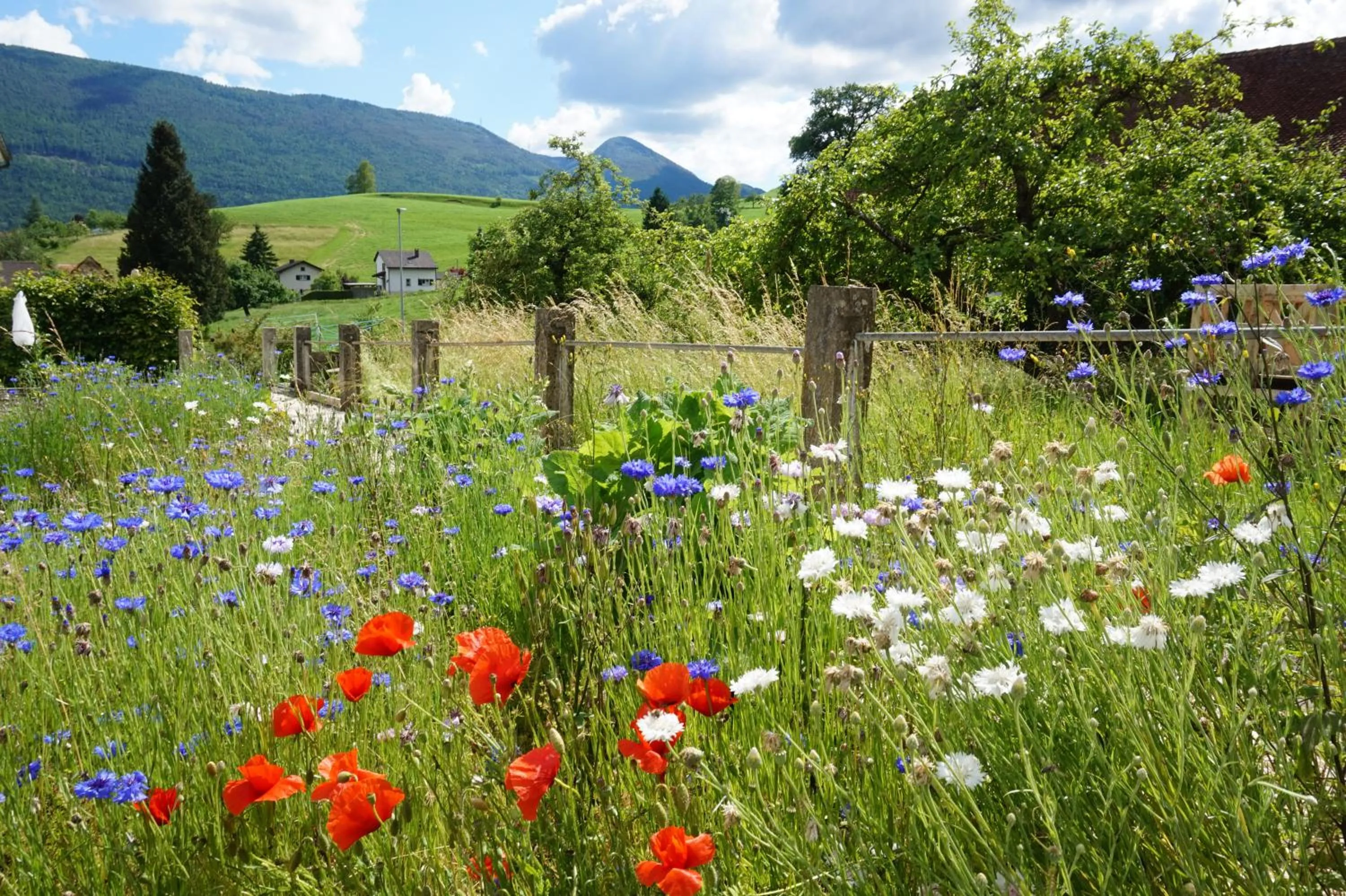 Natural landscape in Hotel Baders Krone