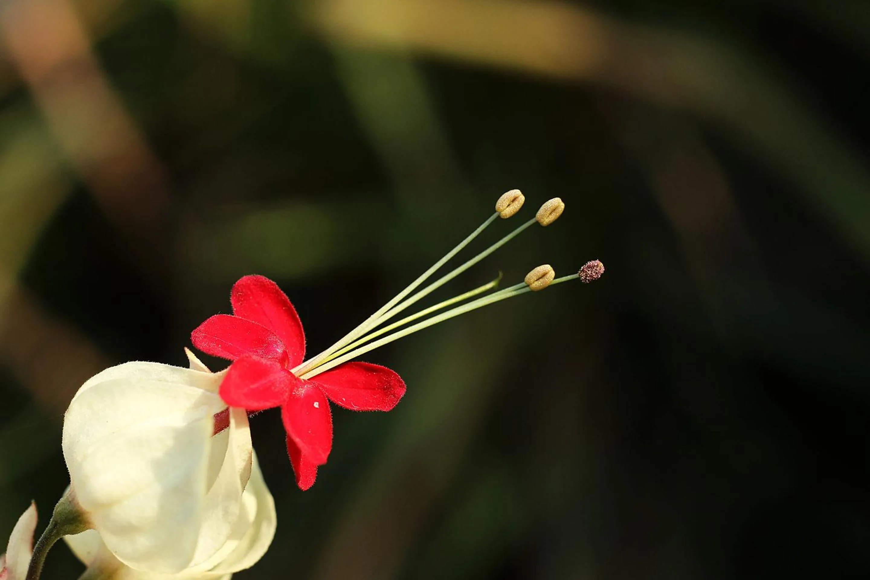 Natural landscape in Shangrila Boutique Hotel