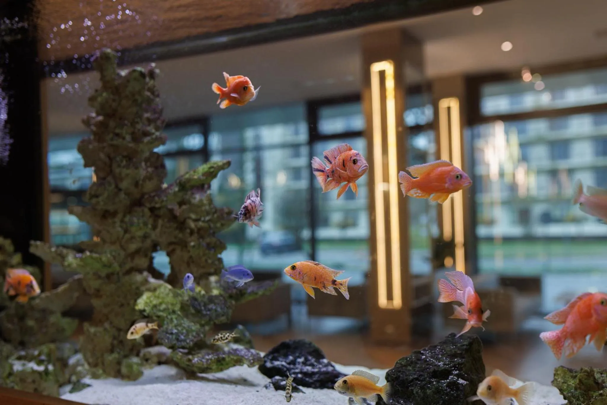 Lobby or reception in Olymp IV