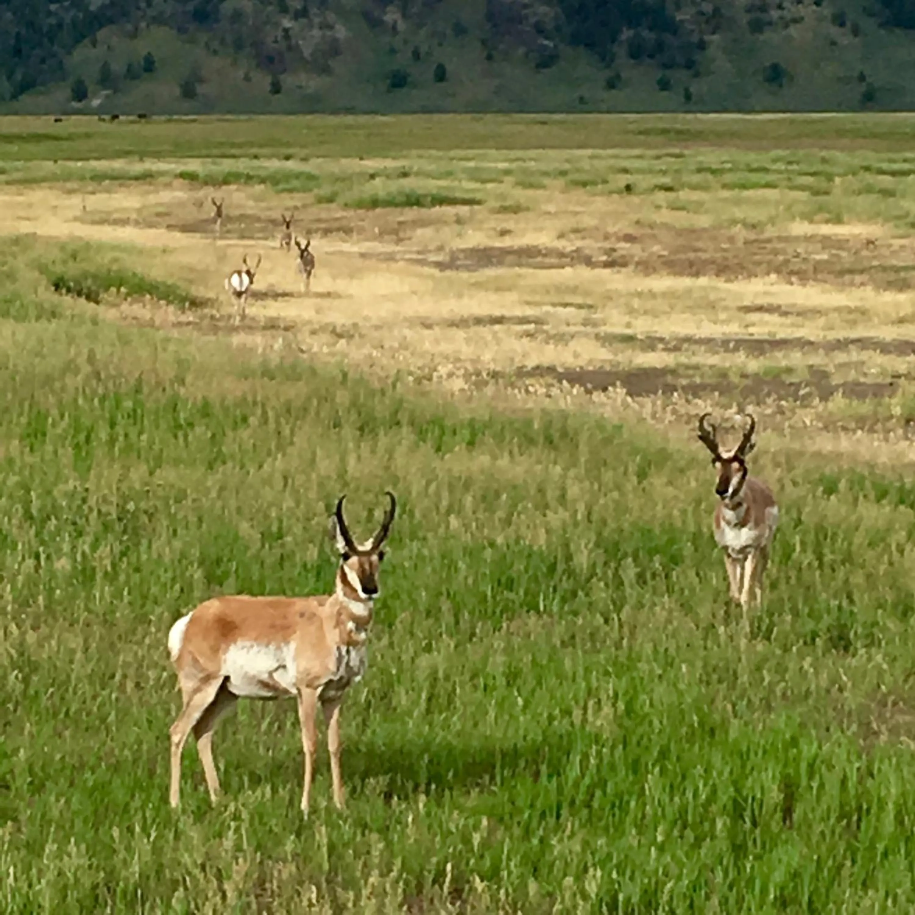Animals in Heart Six Ranch