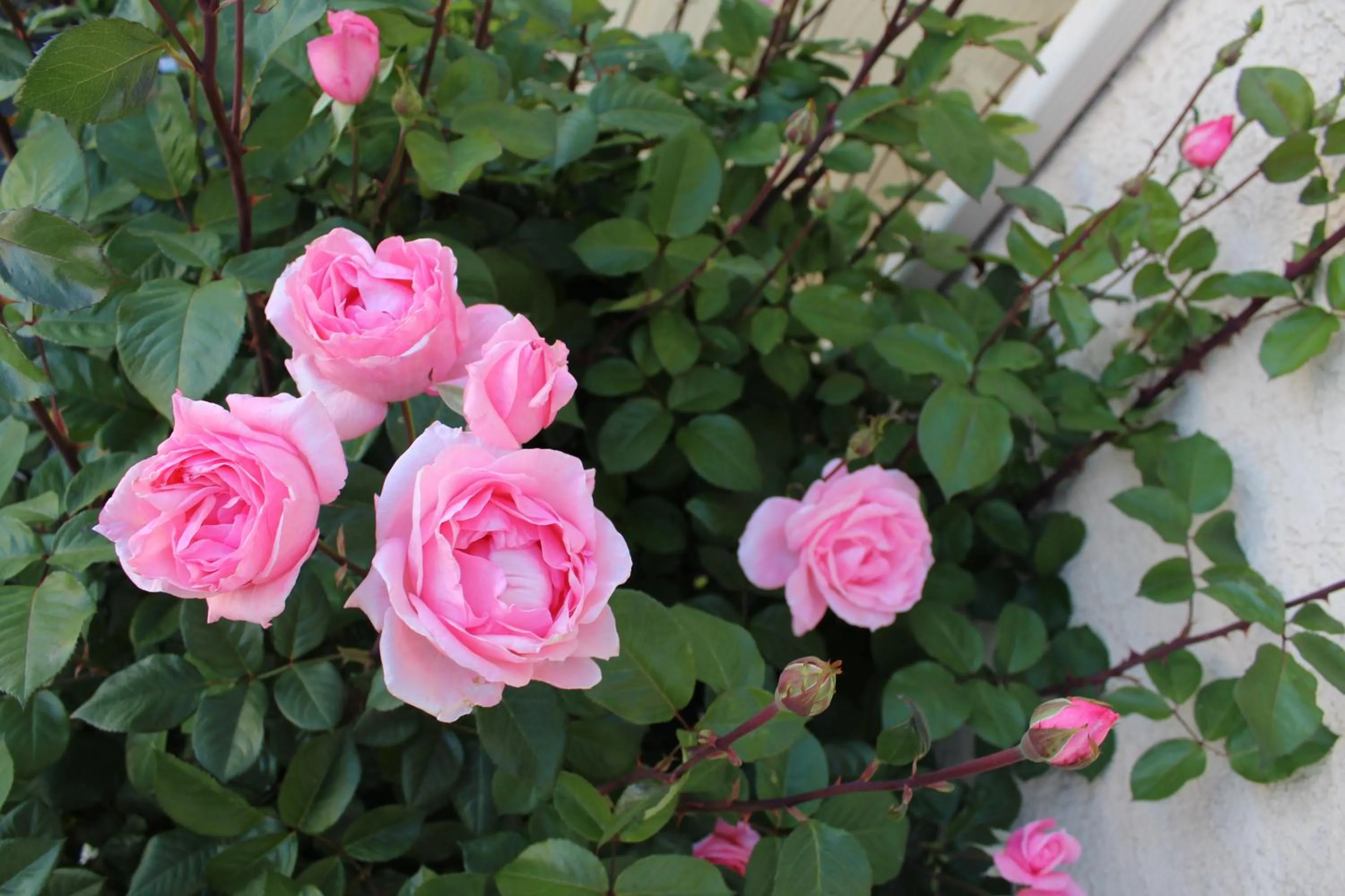 Spring in Economy Inn Paso Robles