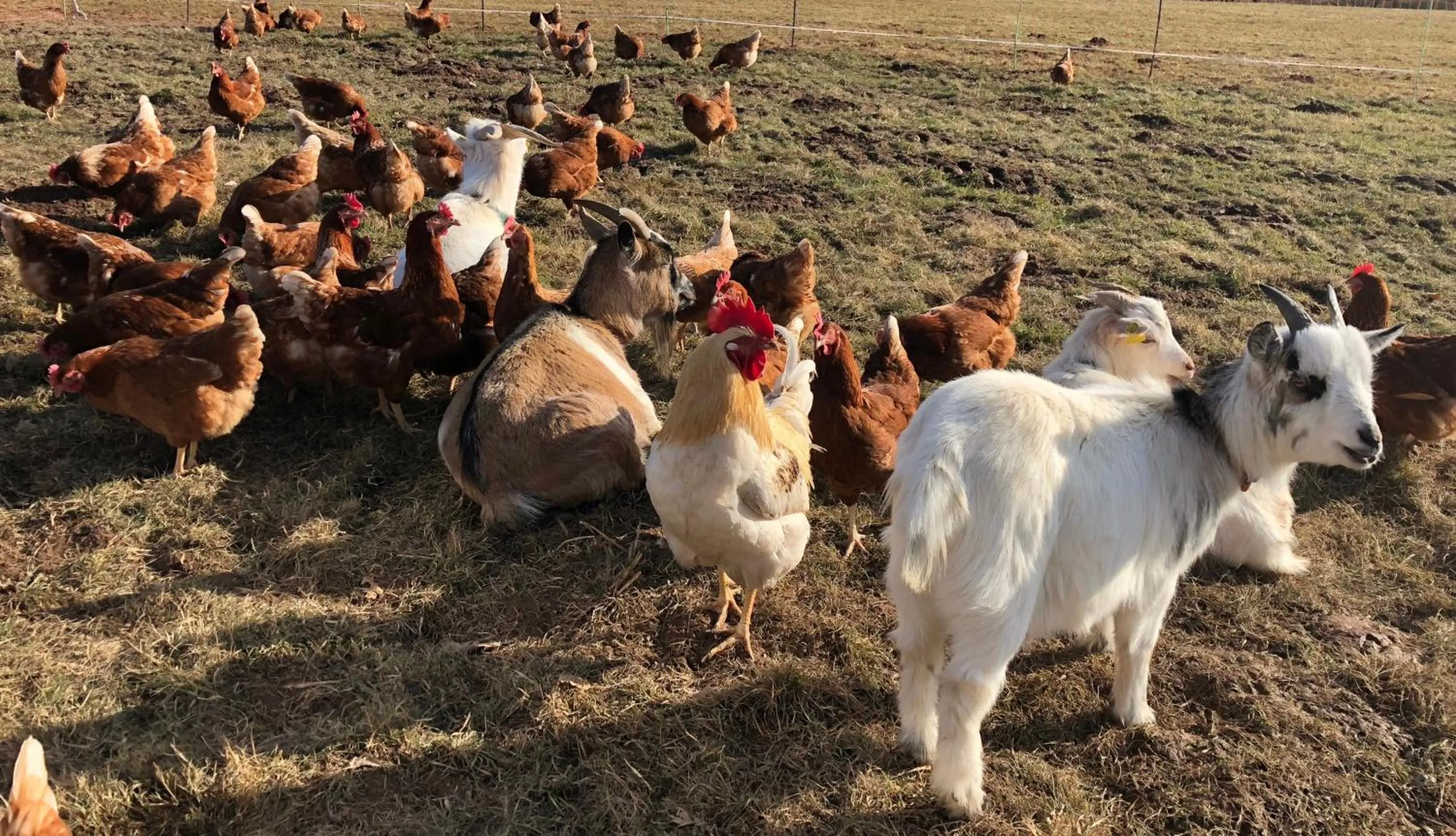 Animals in LindenGut Bio Hotel & Bio Herberge