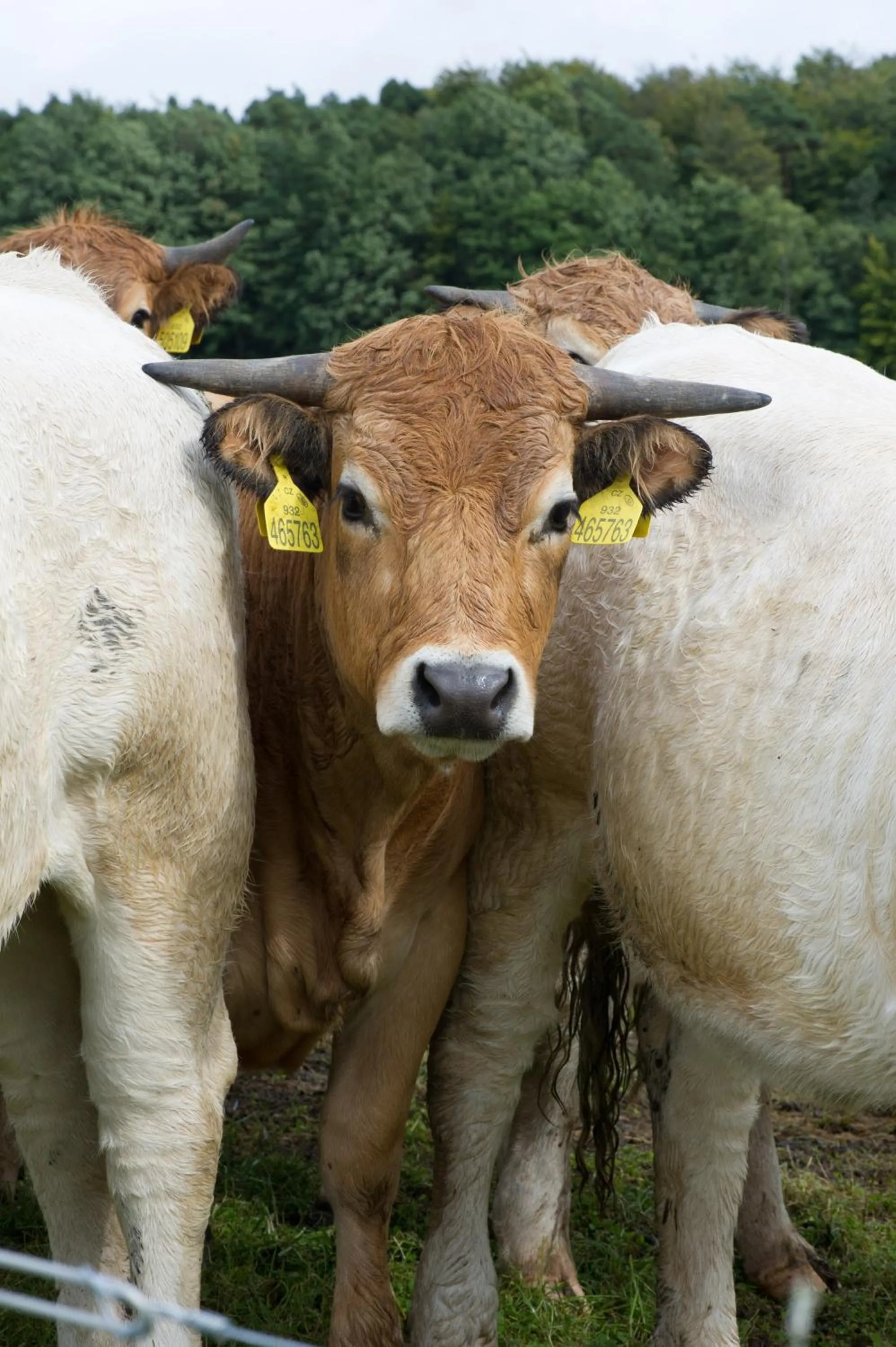 Animals in LindenGut Bio Hotel & Bio Herberge