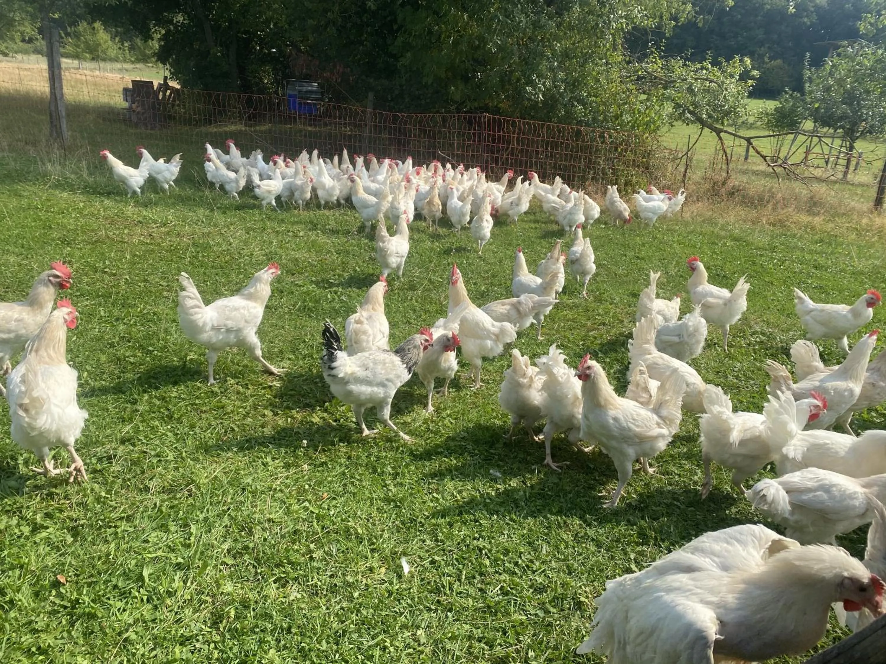 Animals in LindenGut Bio Hotel & Bio Herberge