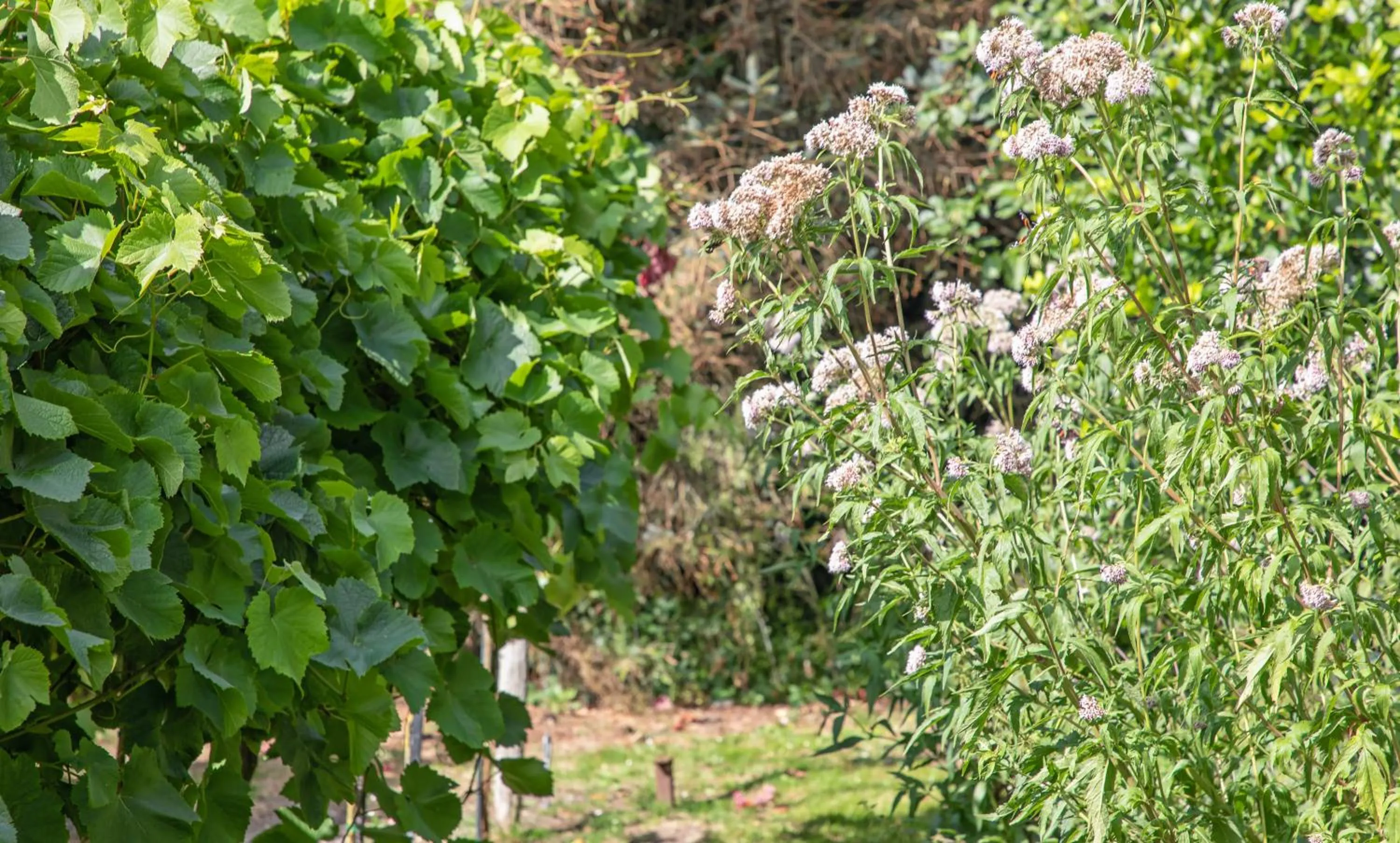 Garden in Eendrachtweg 4