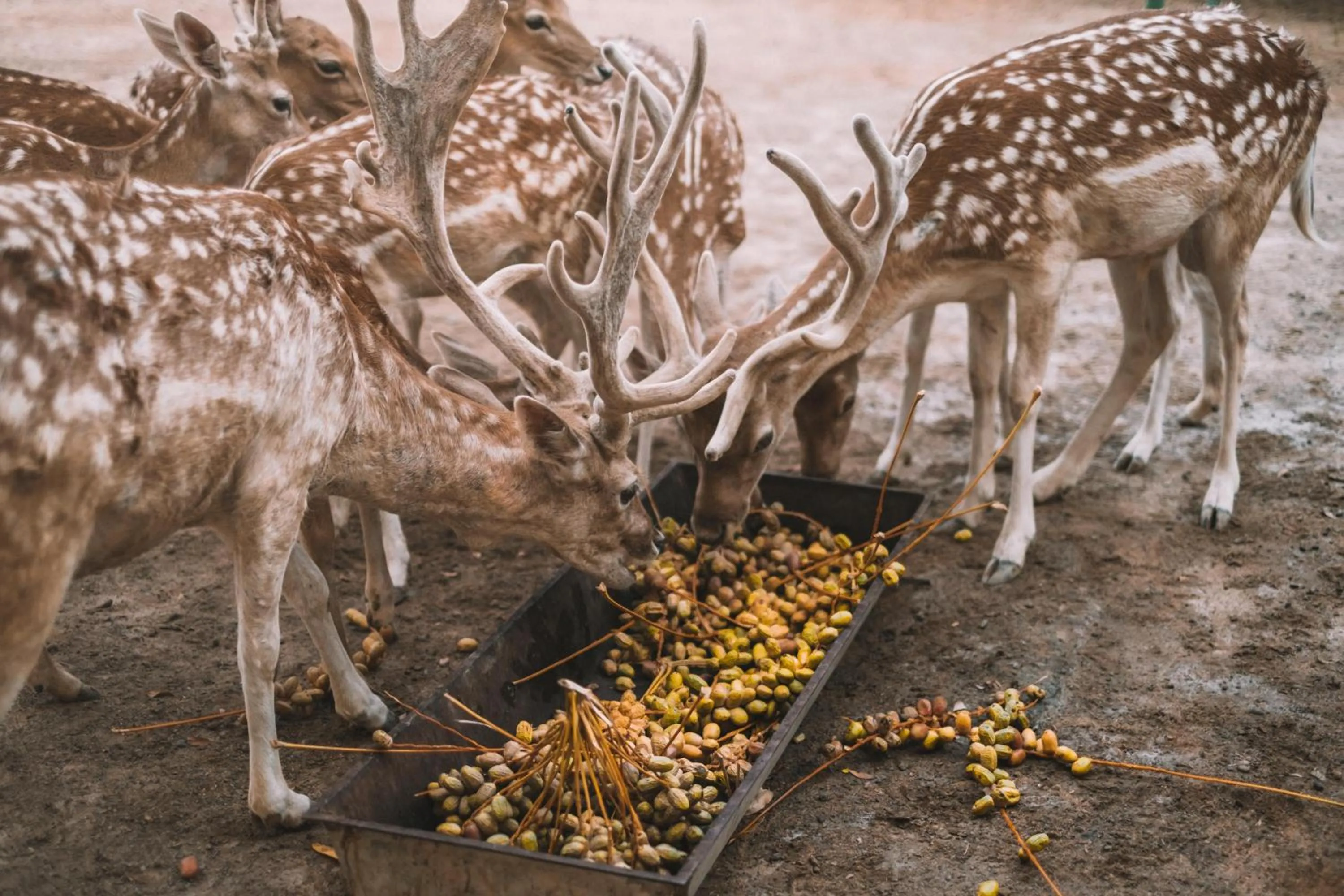 Landmark view in JA Hatta Fort Hotel