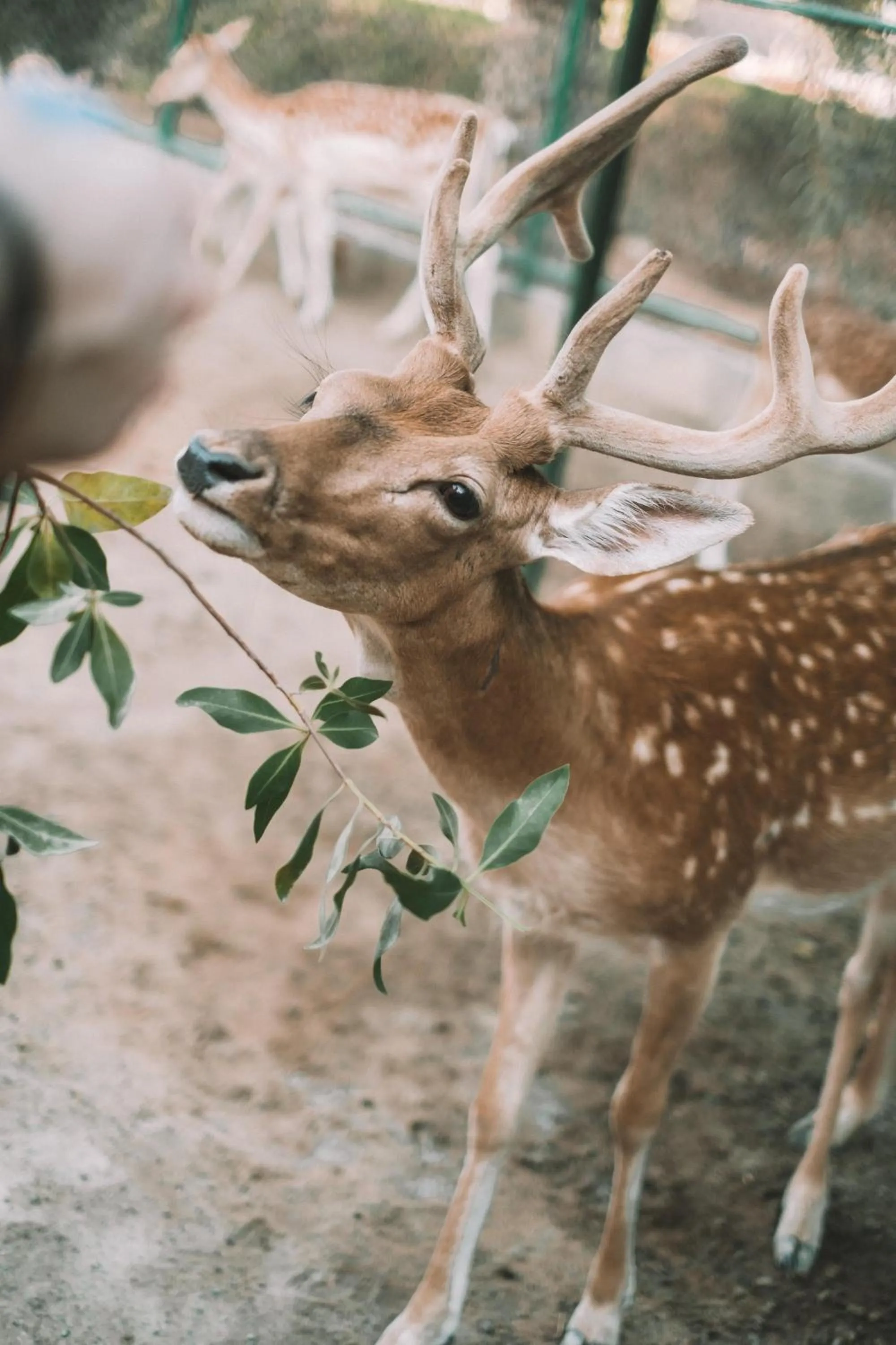 Landmark view in JA Hatta Fort Hotel