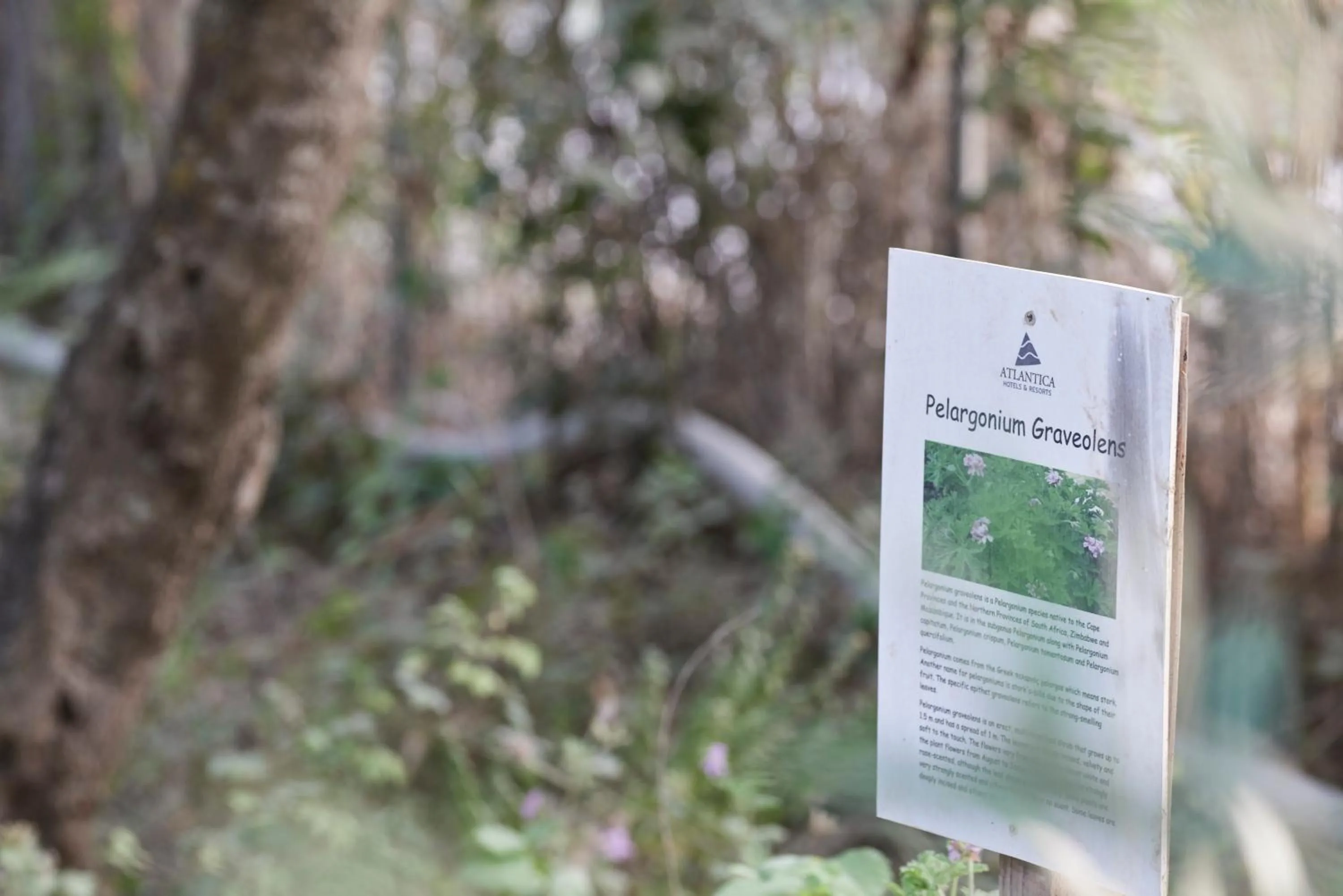 Natural landscape in Atlantica Eleon Grand Resort