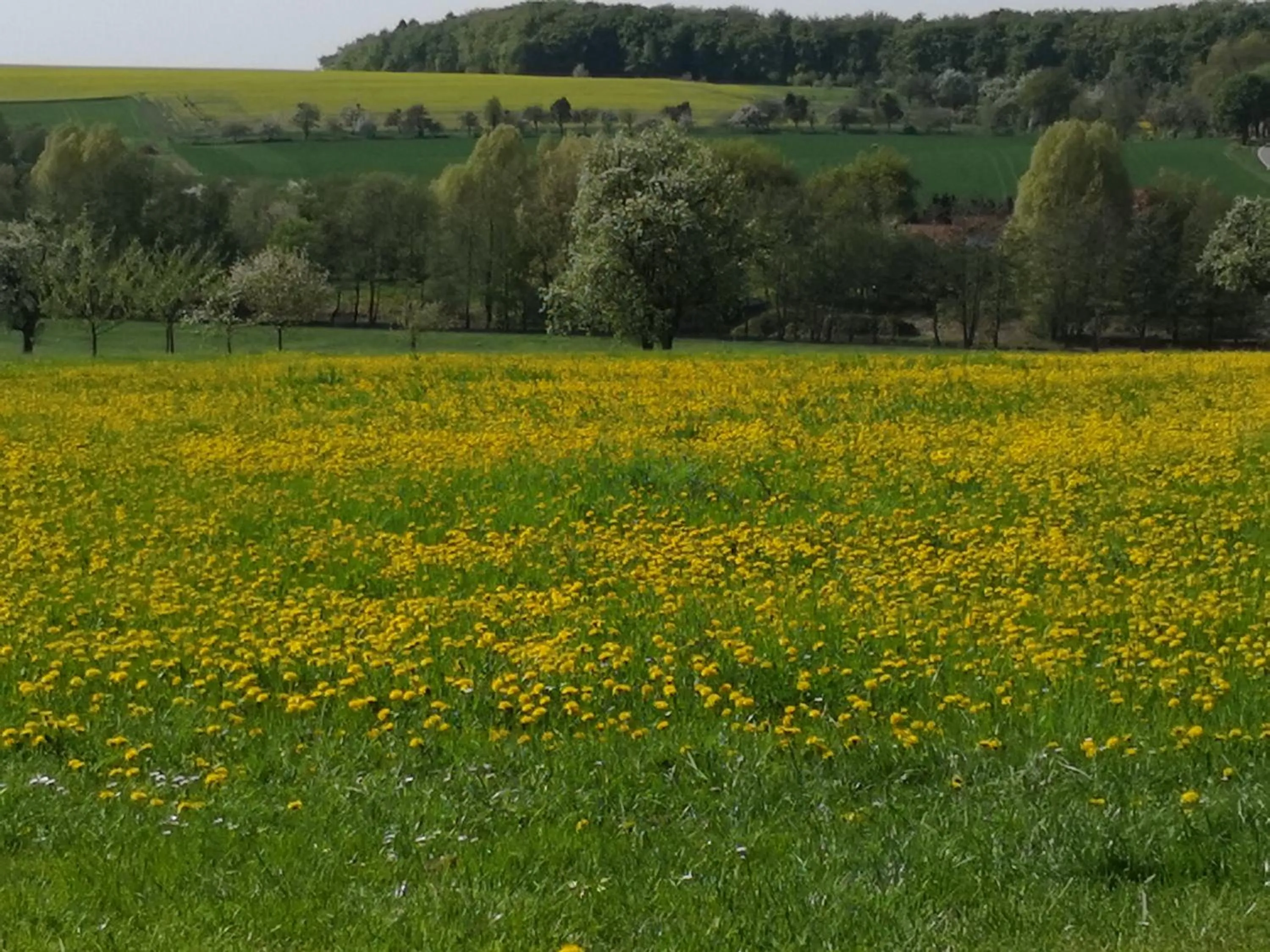 Spring in Hotel Sonnenhof