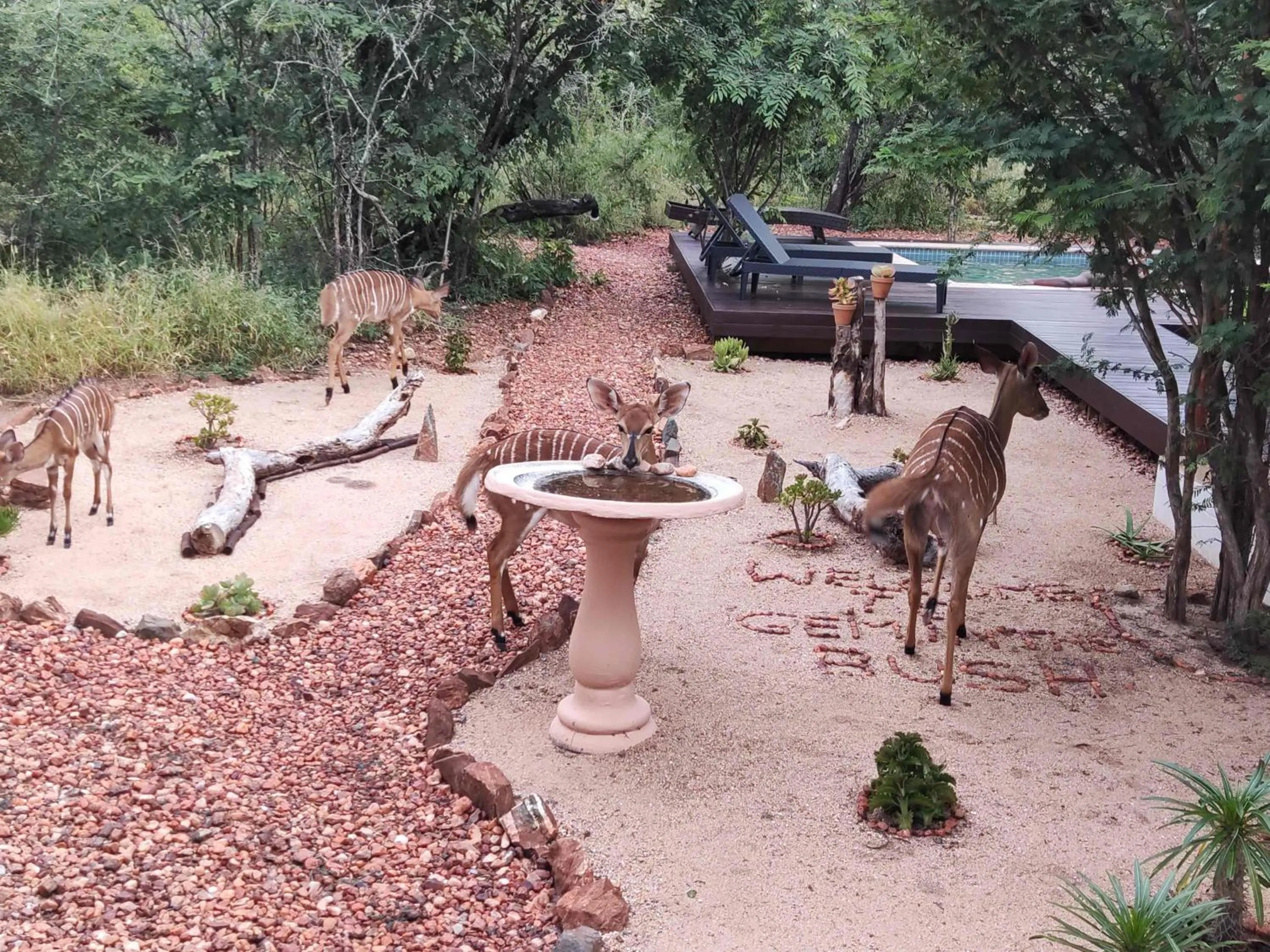 Gem In The Bush Lodge