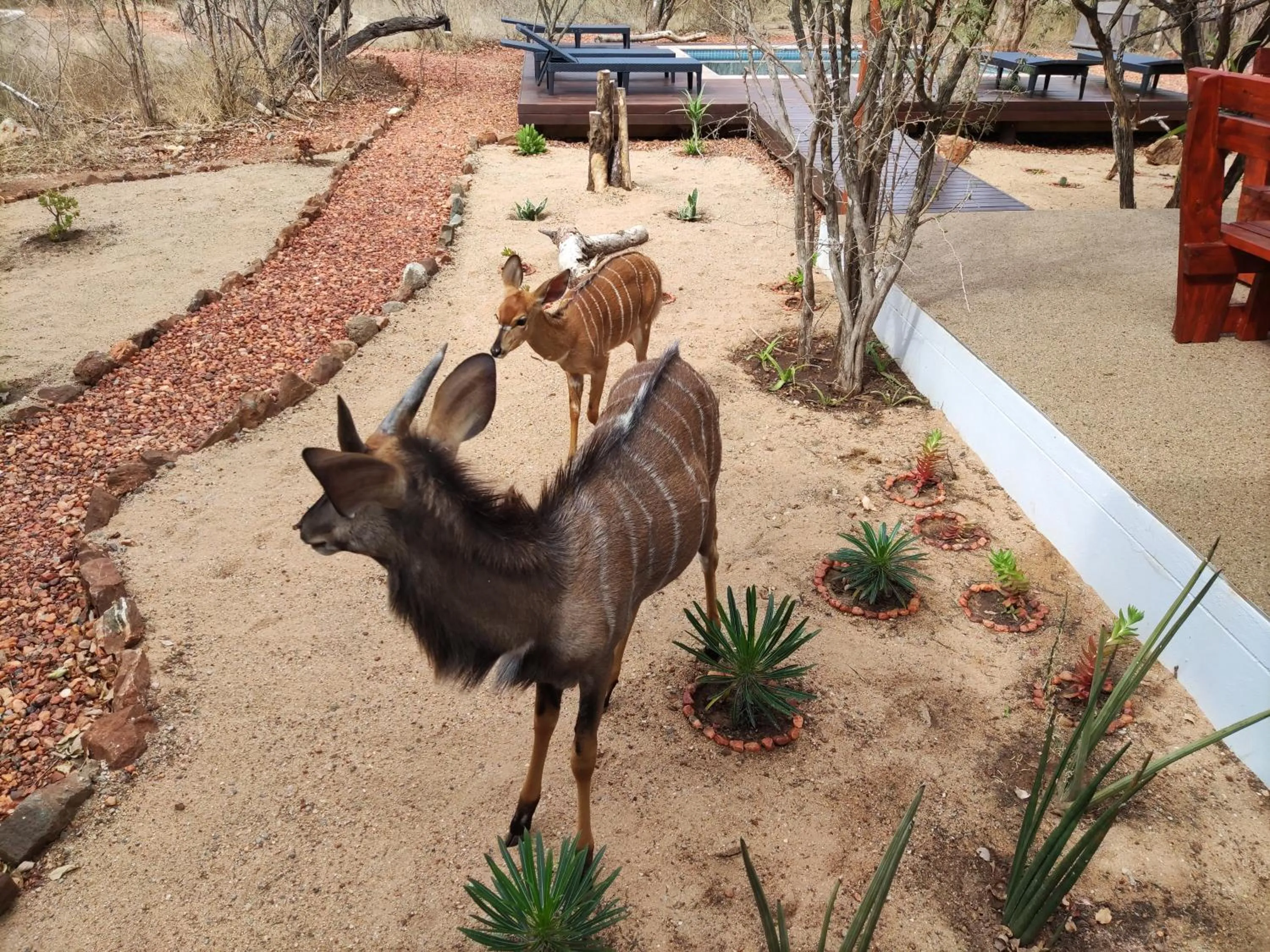 Gem In The Bush Lodge