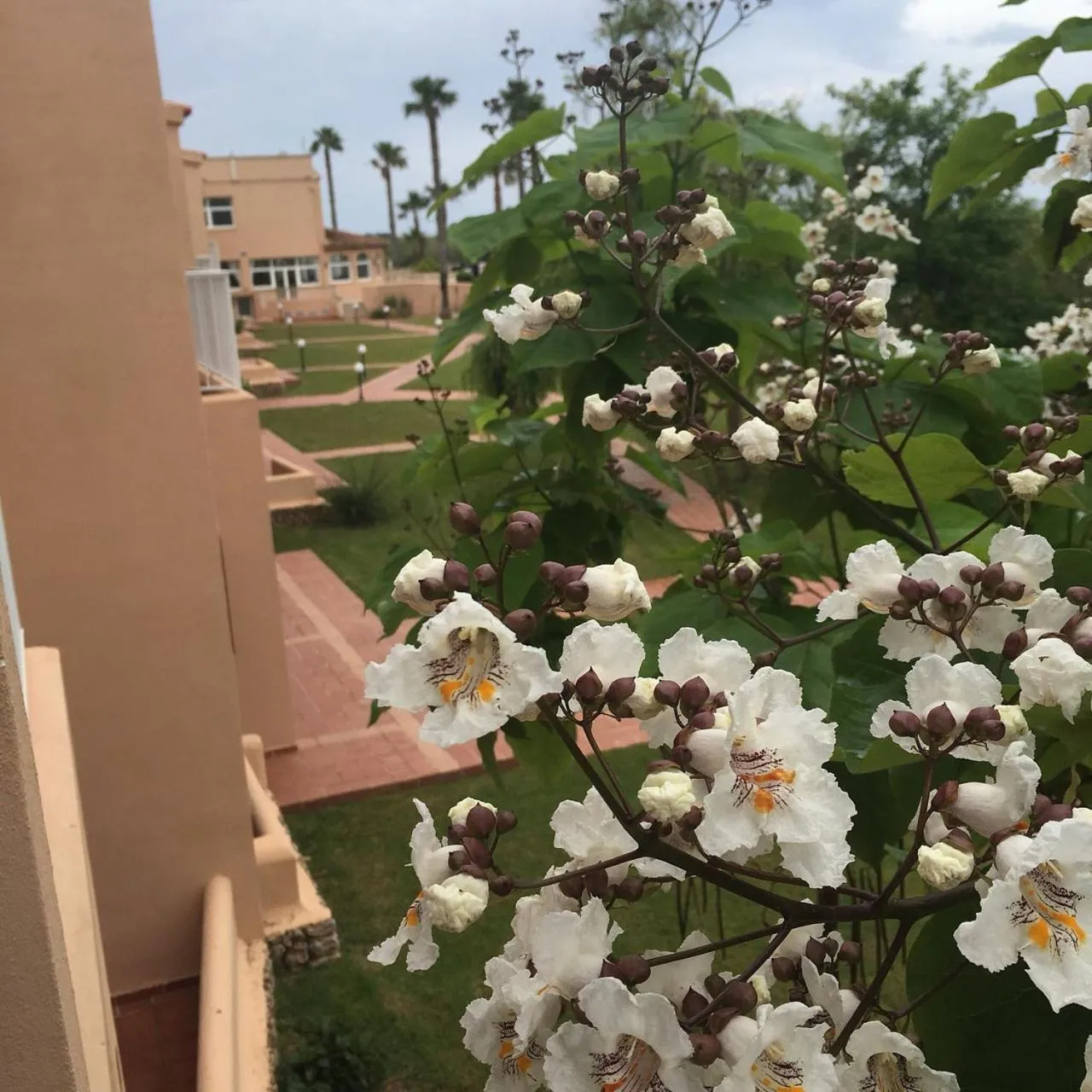 Garden view in Arenas de Son Bou