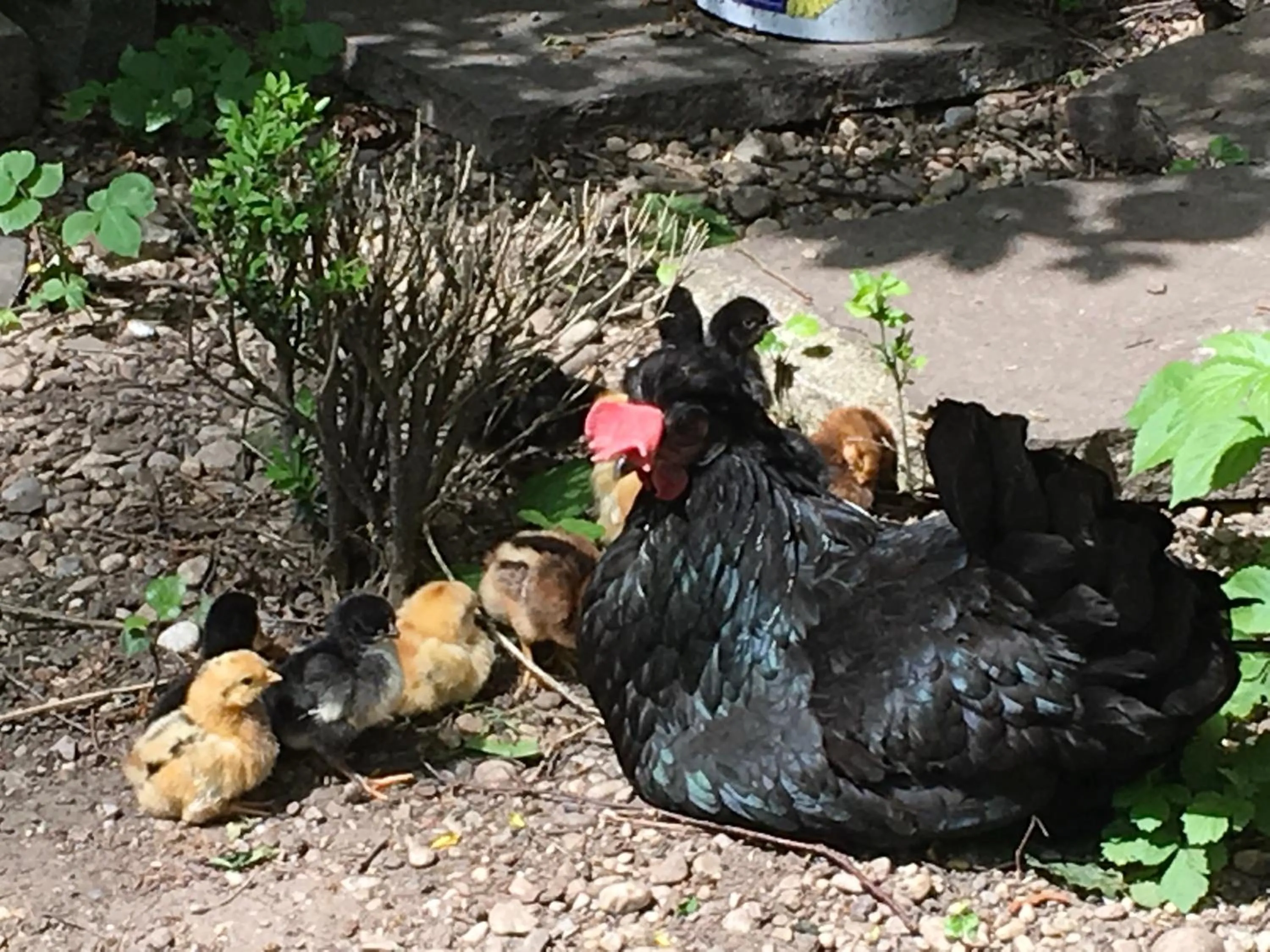Animals in Hotel Gasthof Alte Post - Restaurant offen