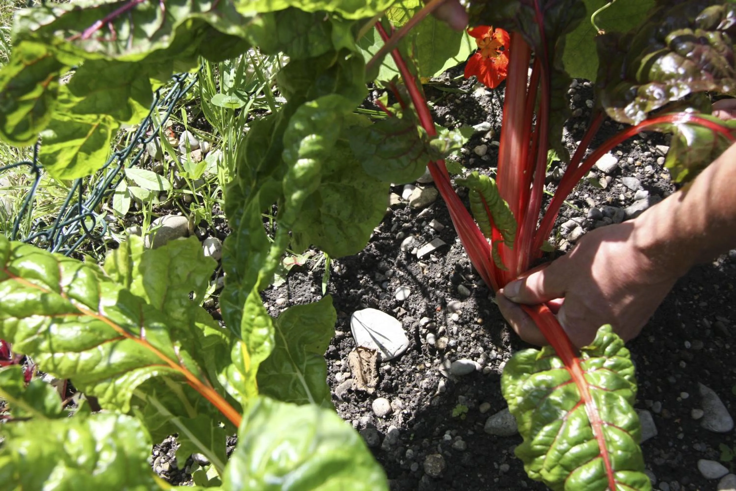 Other in Hotel Gasthof Alte Post - Restaurant offen