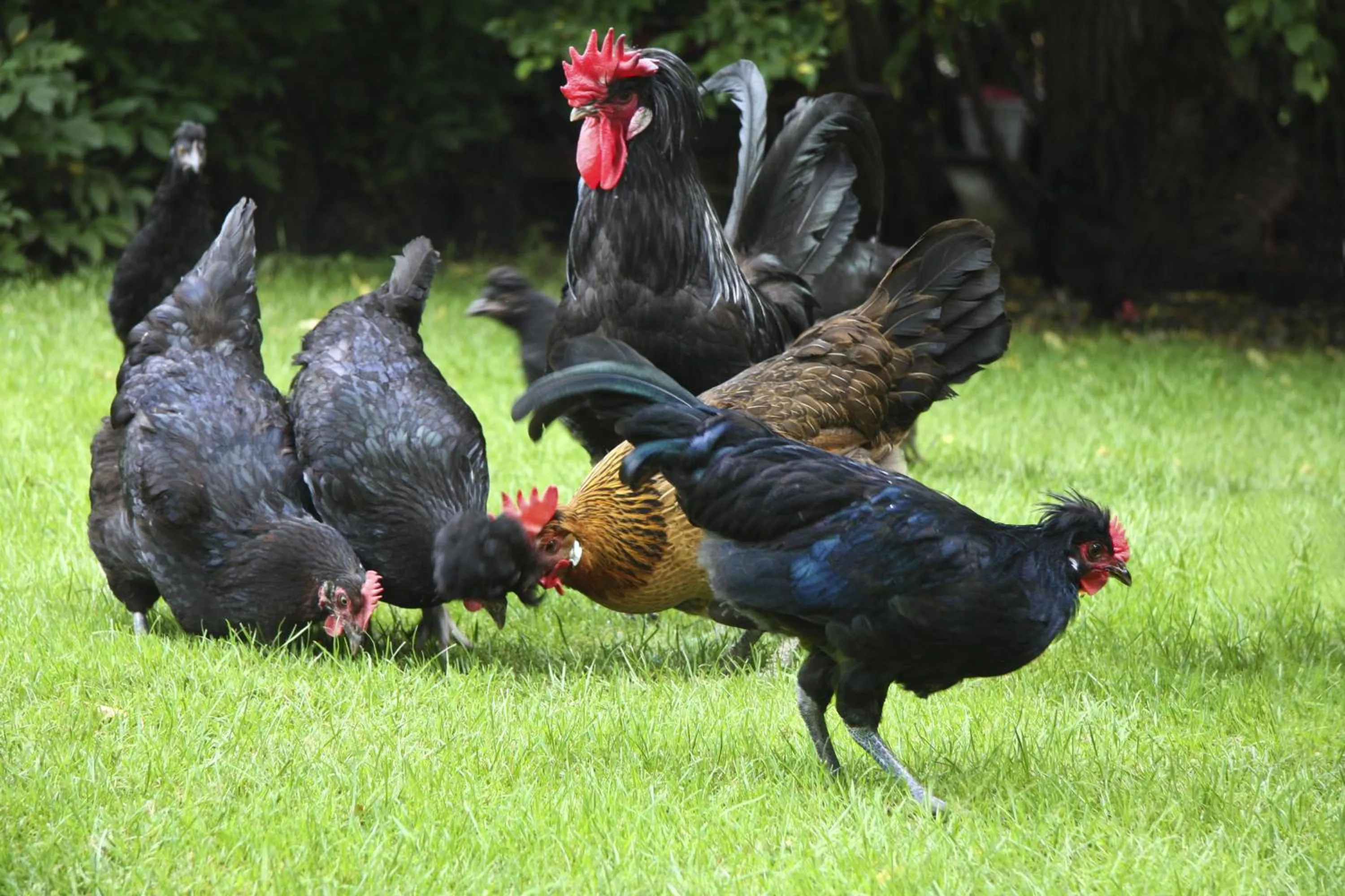 Other in Hotel Gasthof Alte Post - Restaurant offen