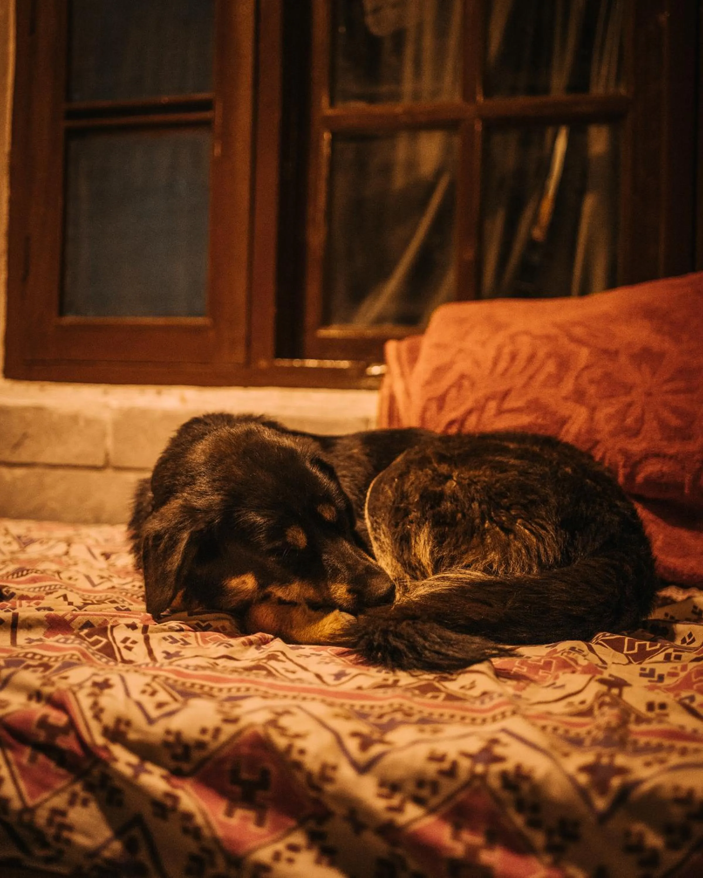 Animals in Jungle by sturmfrei Manali