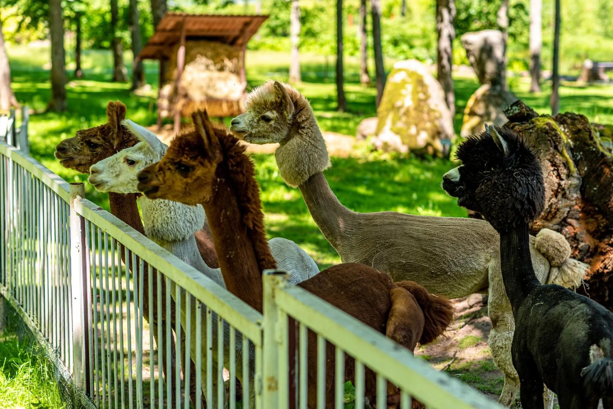 Taujėnų dvaro svečių namai