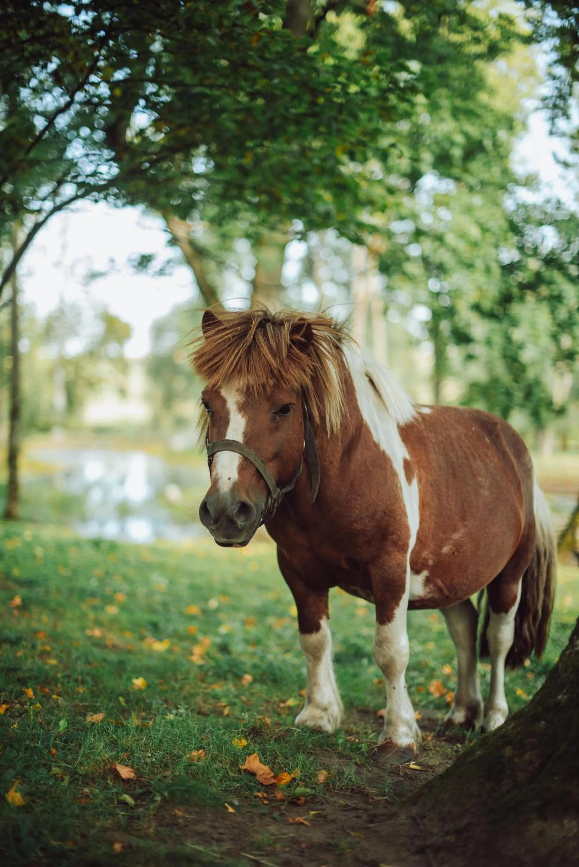 Taujėnų dvaro svečių namai
