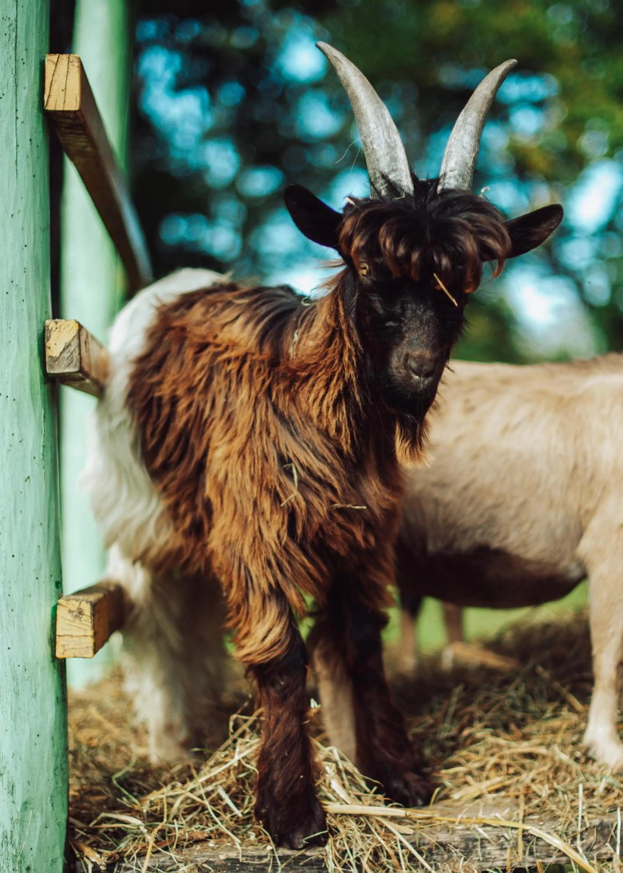 Taujėnų dvaro svečių namai