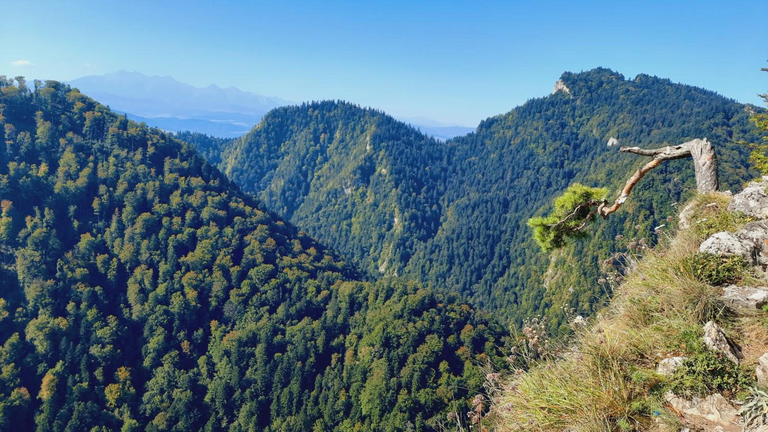 Bird's eye view in Willa Pod Kolejką