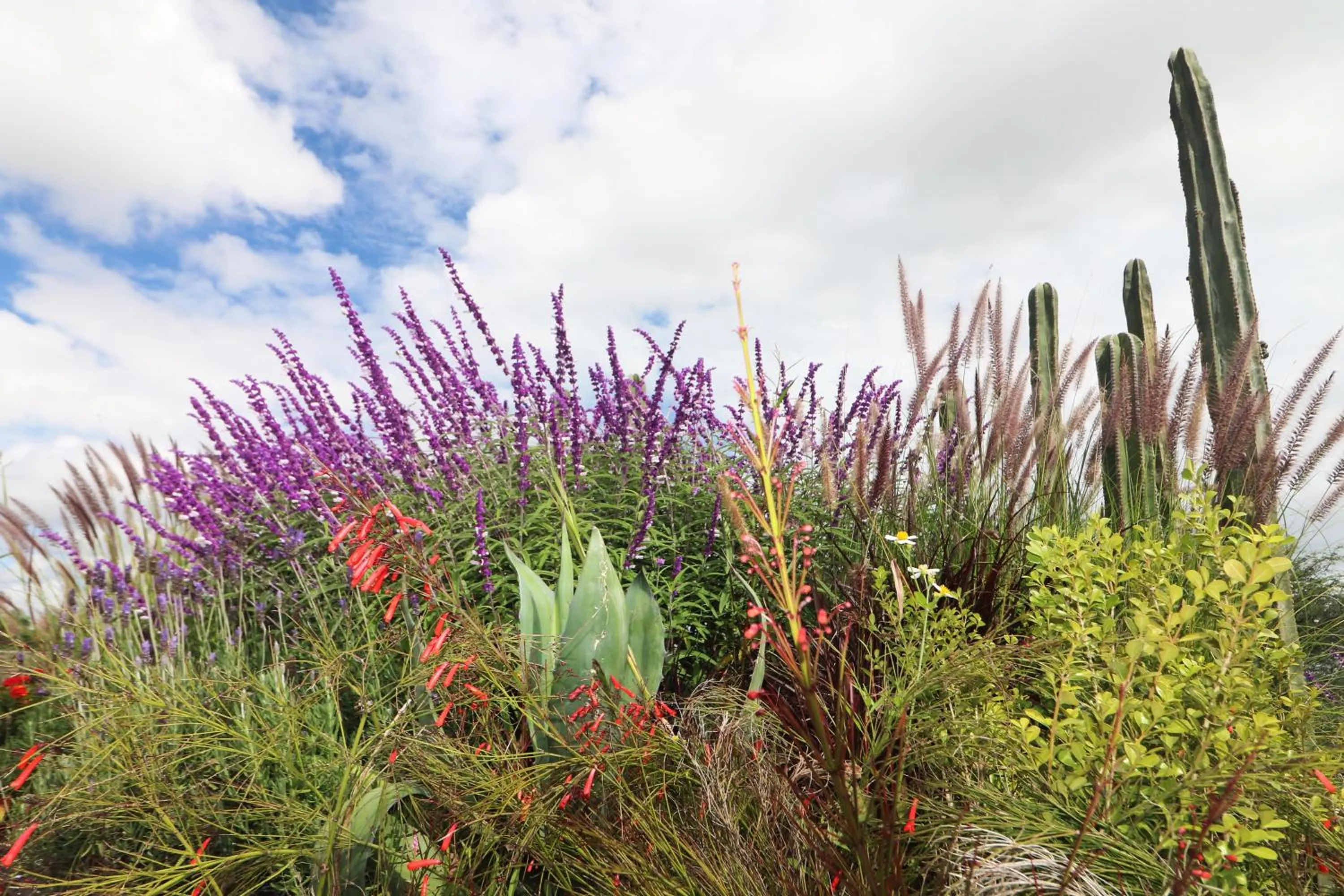 Garden in Albor San Miguel de Allende, Tapestry Collection by Hilton