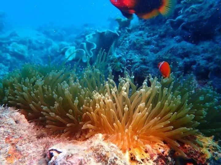 Thành Trinh hotel đảo Phú Quý