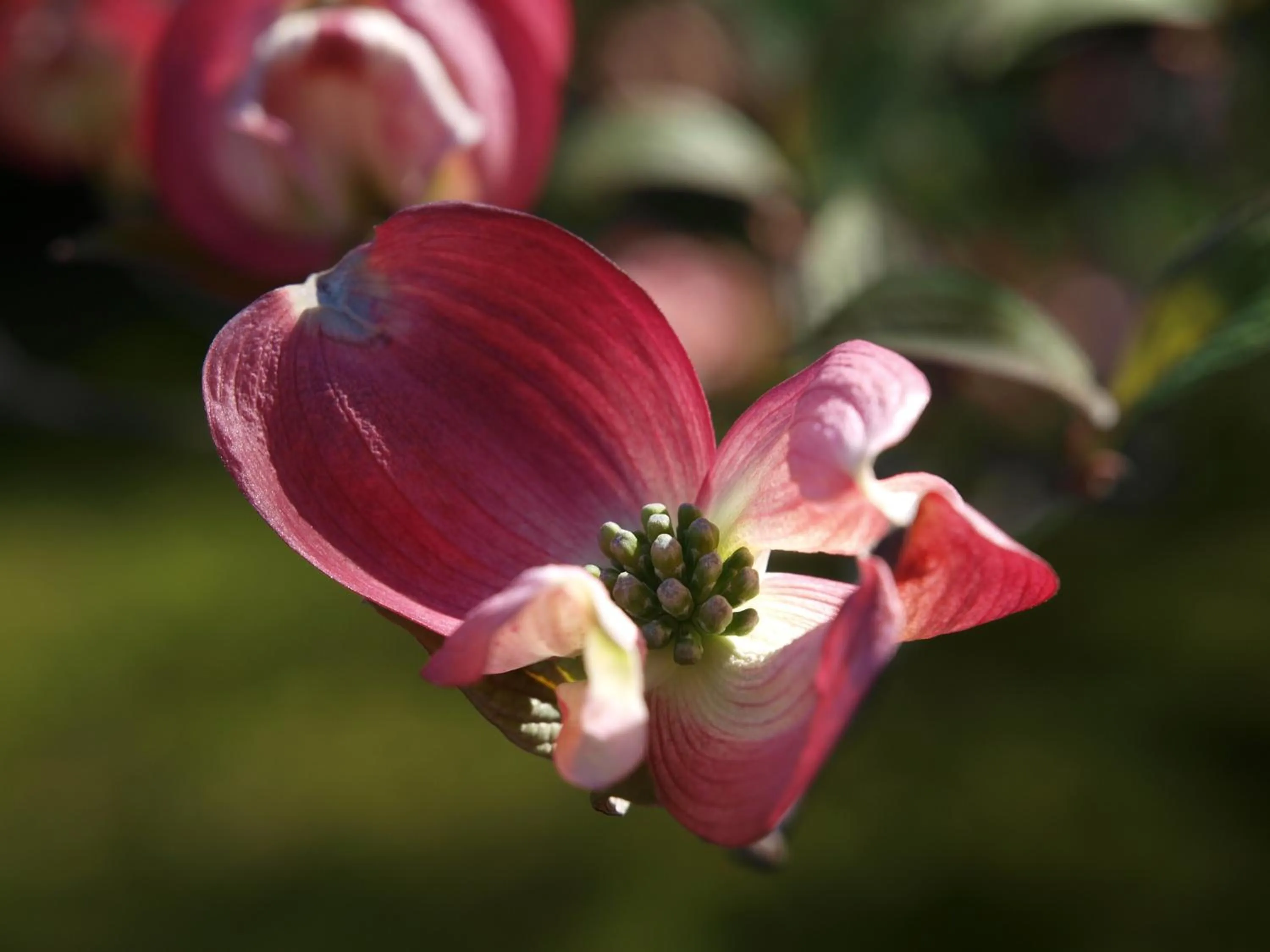 Garden in Park Hotel Villa Belvedere