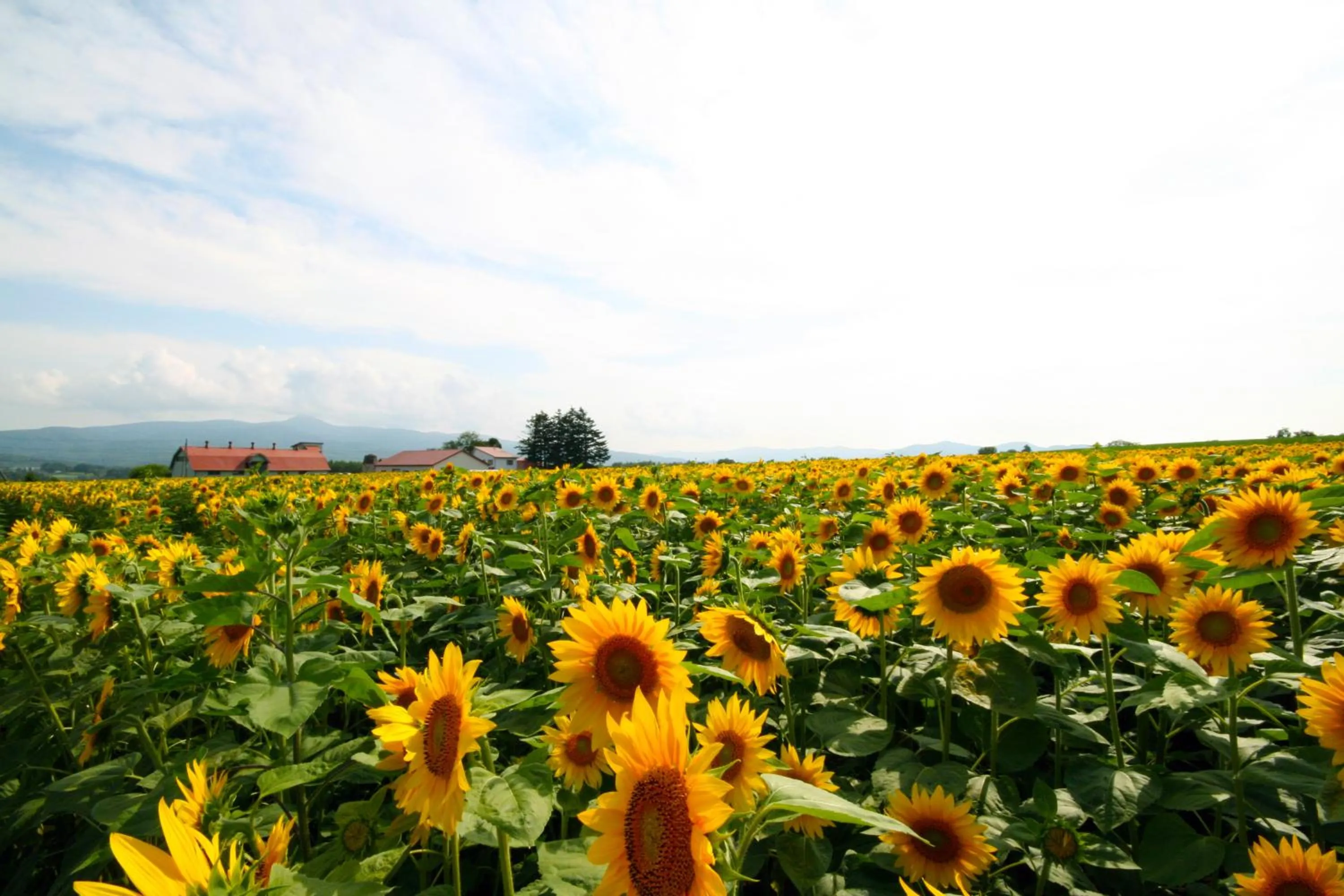 Nearby landmark in Niseko Northern Resort, An'nupuri