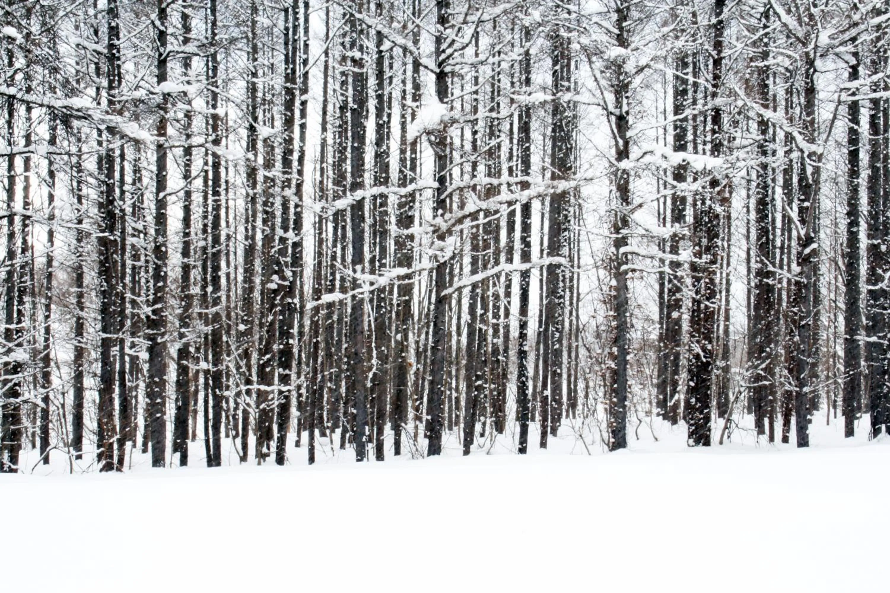 Nearby landmark in Niseko Northern Resort, An'nupuri