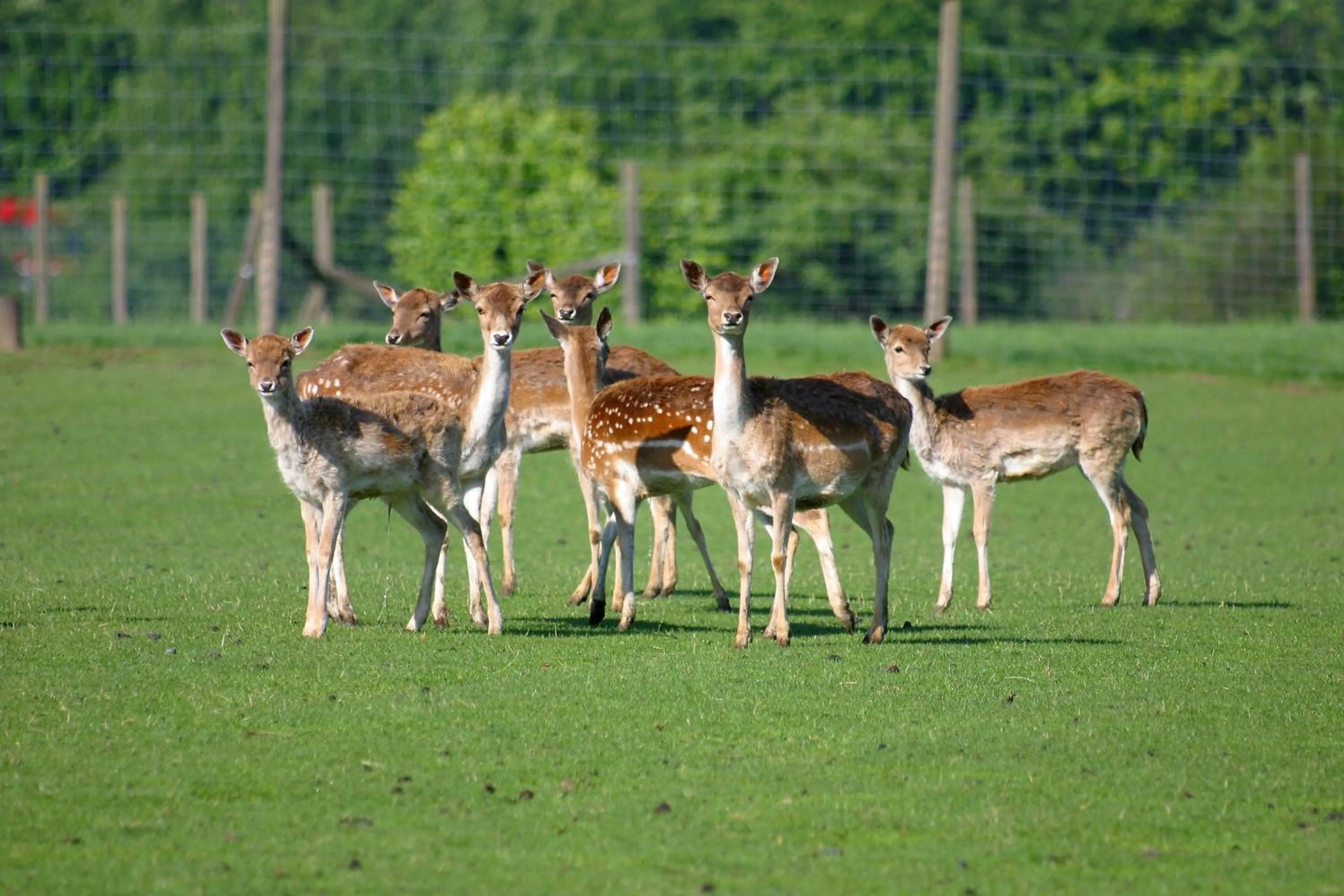 Animals in Hotel Landgasthof Hofmeier