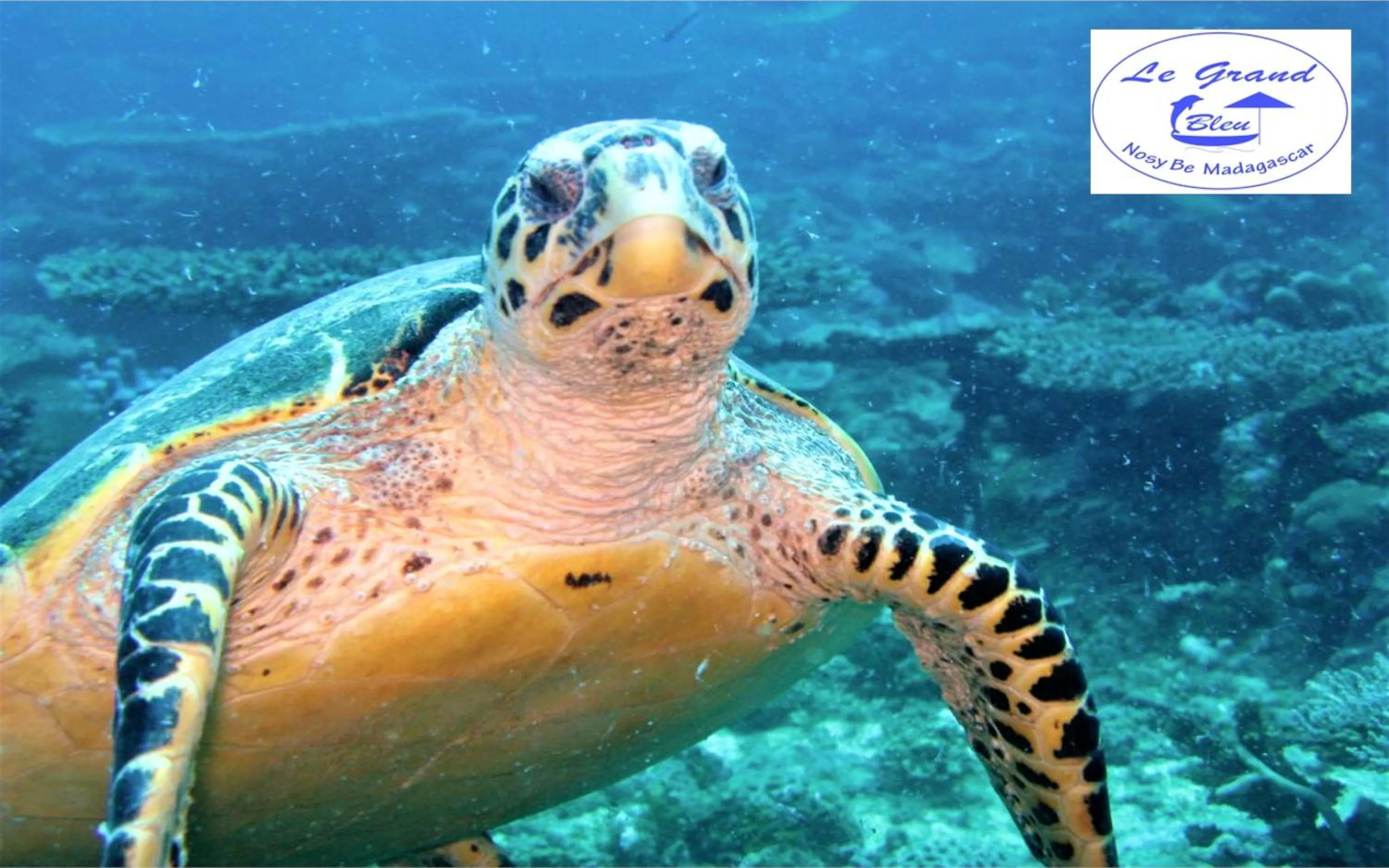 Activities in Le Grand Bleu