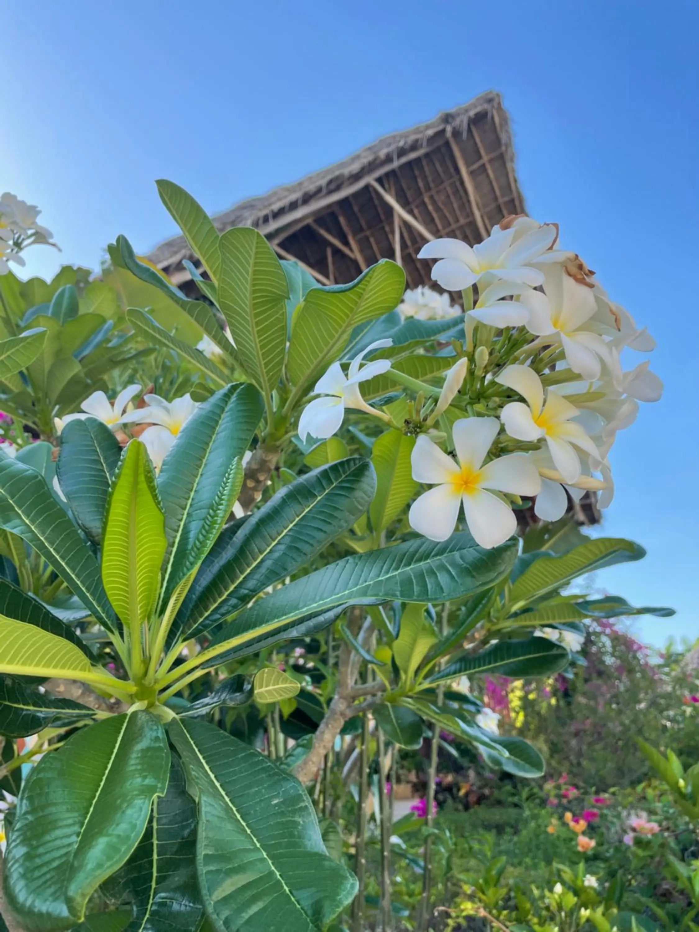 Garden in Savi House Nungwi