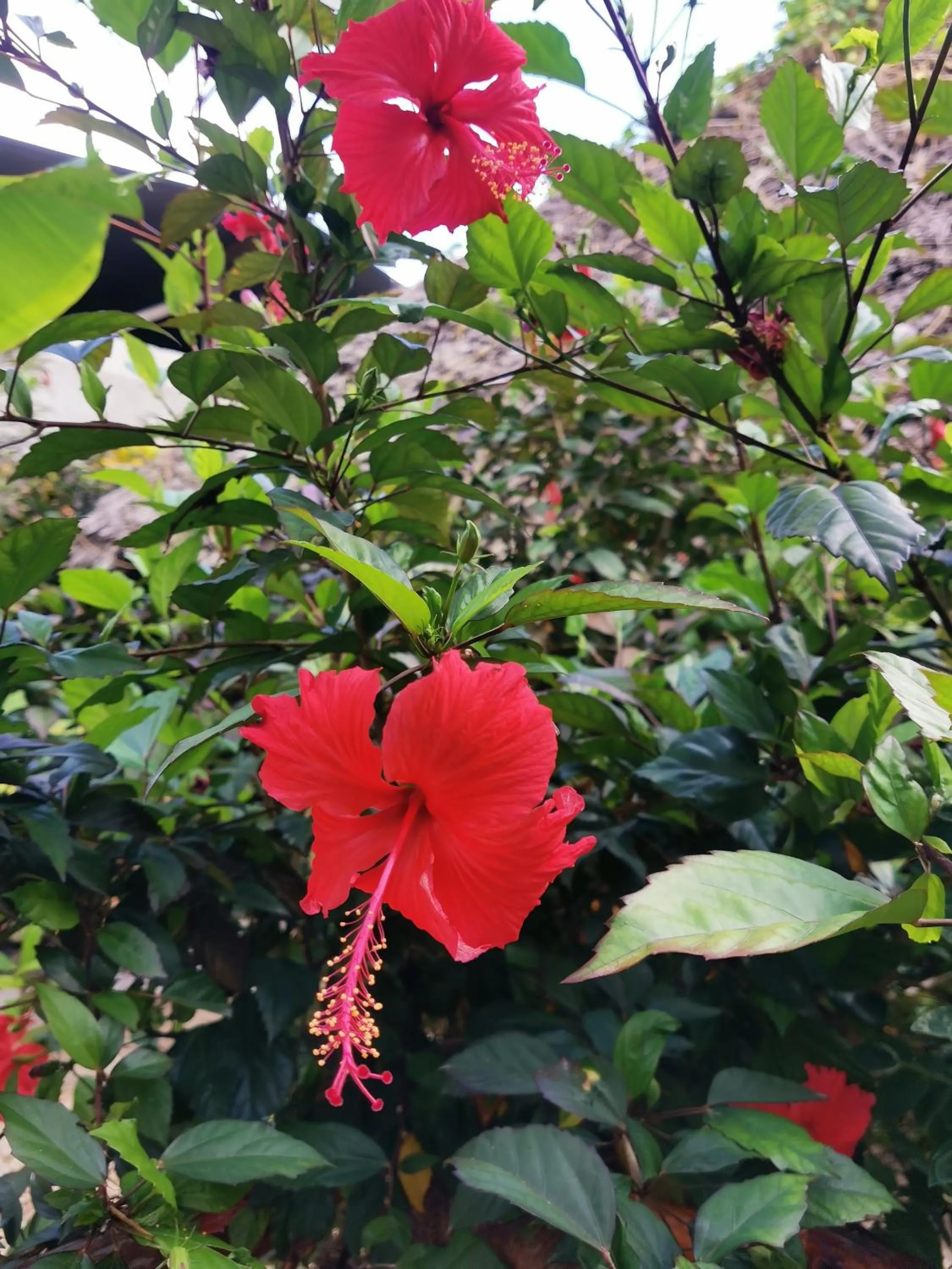 Garden in Savi House Nungwi