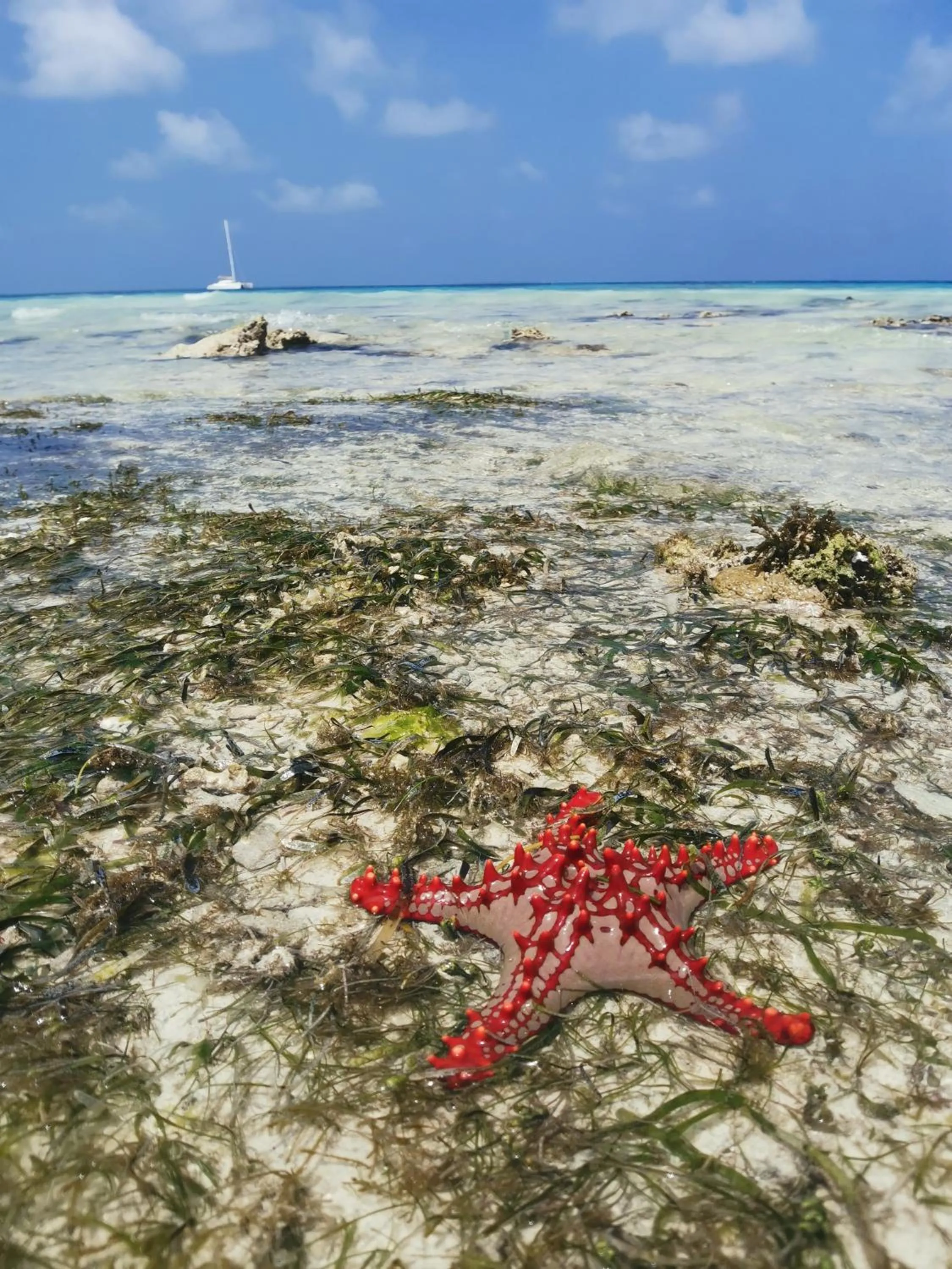 Beach in Savi House Nungwi