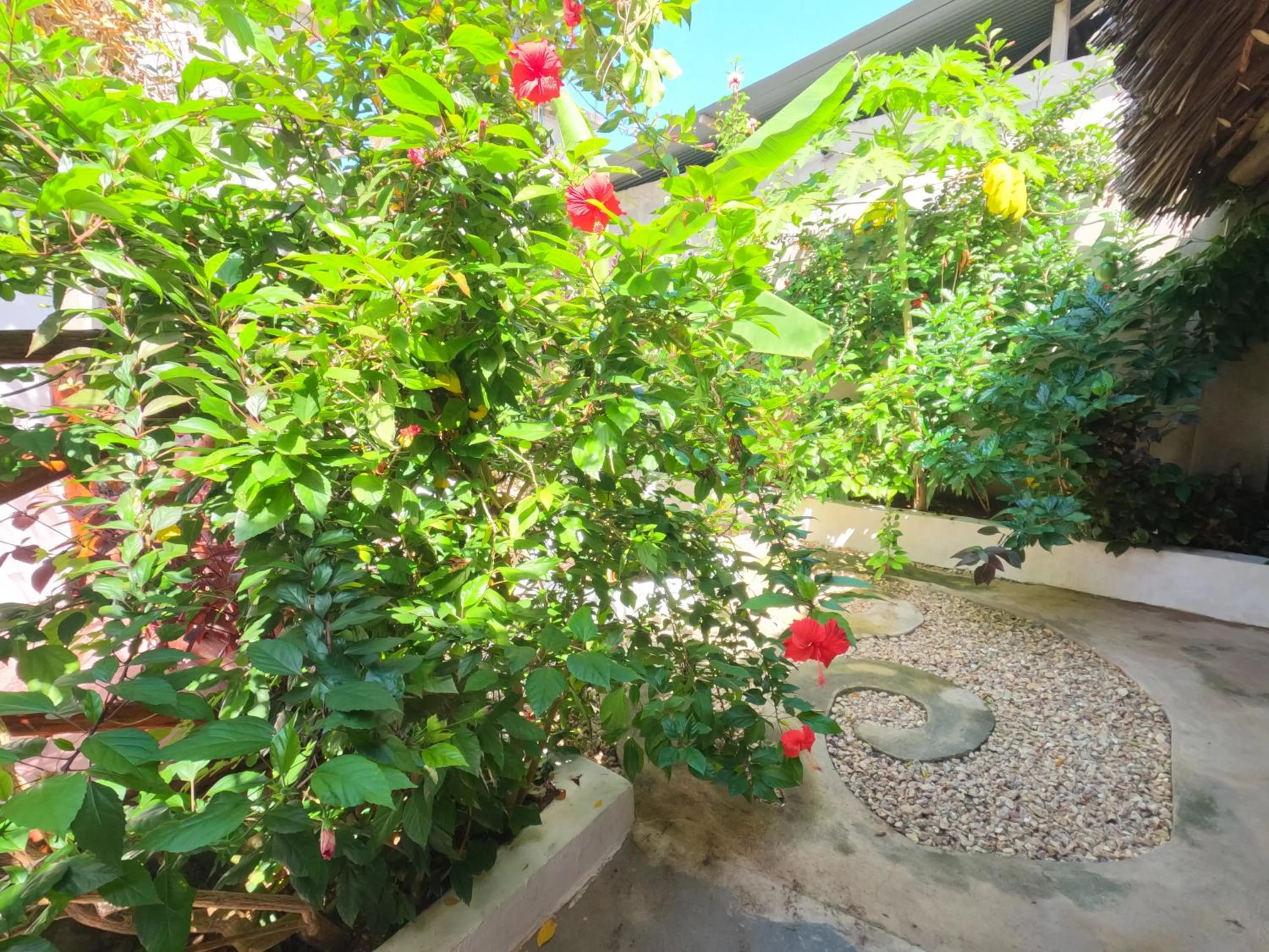 Garden in Savi House Nungwi