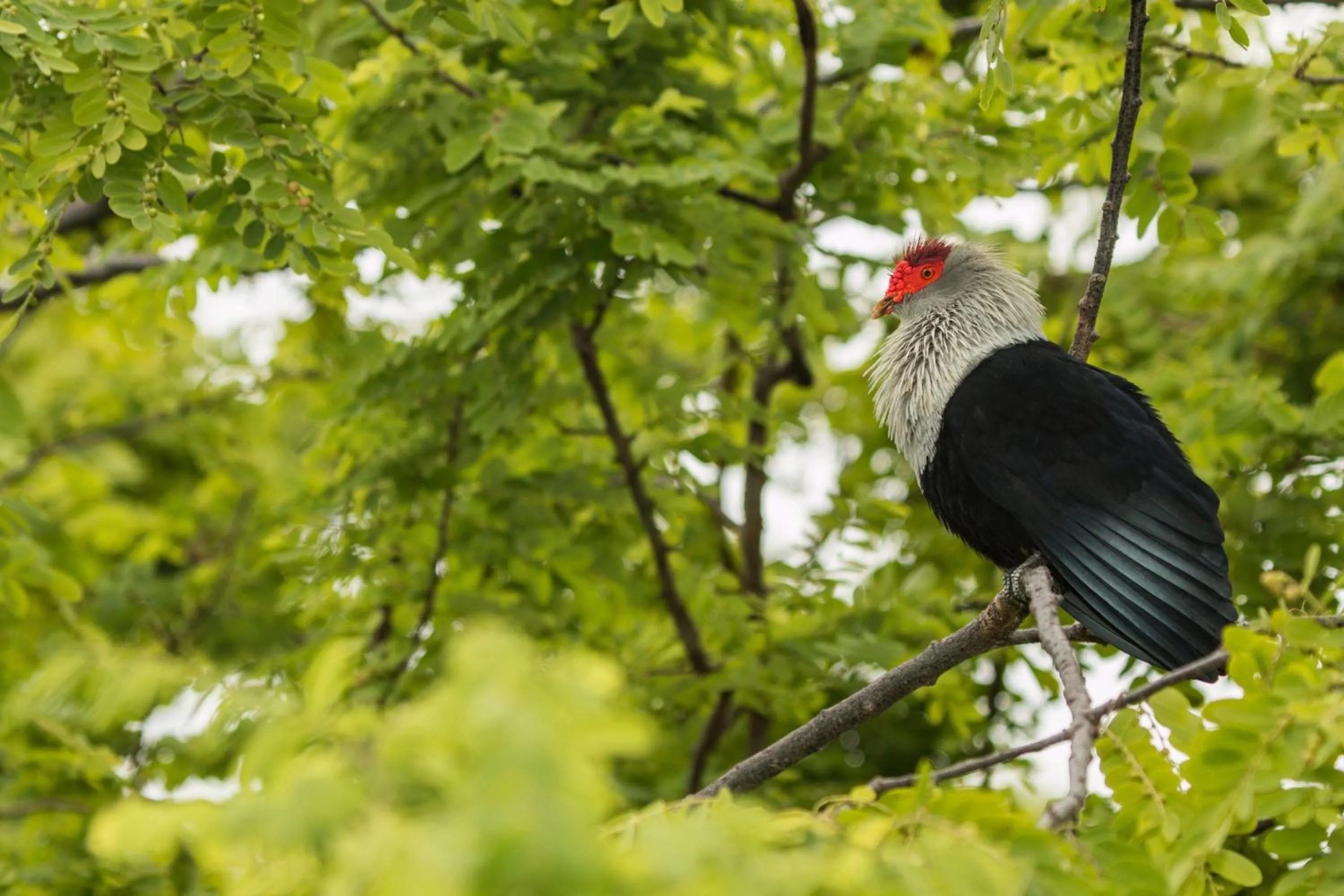 Other in North Island, a Luxury Collection Resort, Seychelles