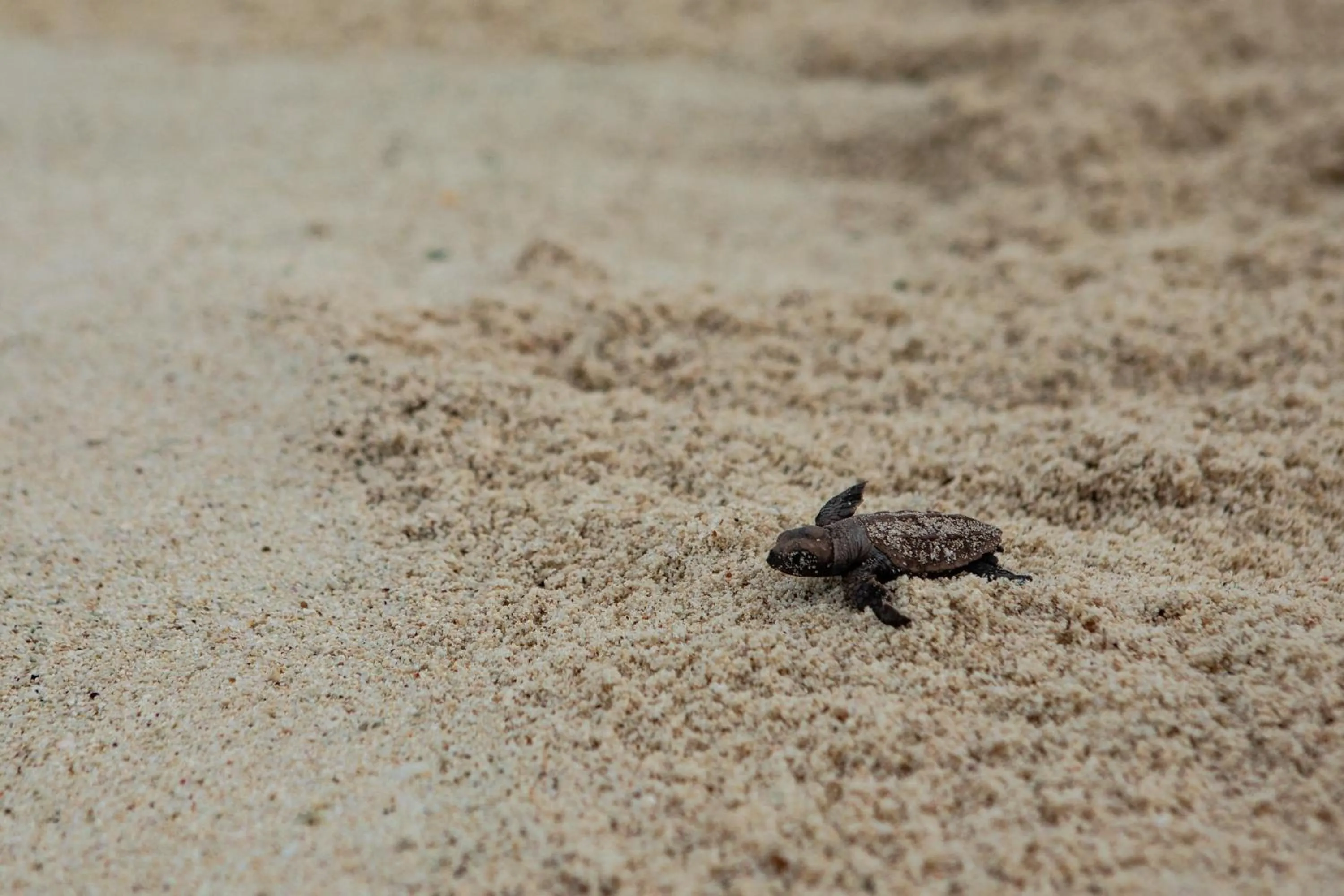 Other in North Island, a Luxury Collection Resort, Seychelles