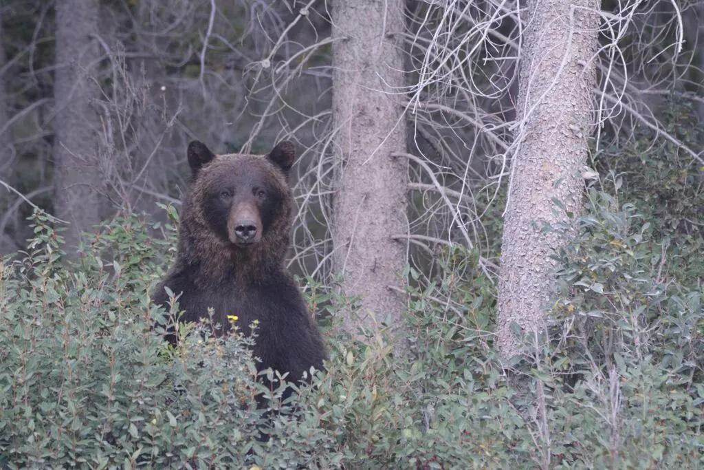 Newly Renovated Grizzly Lodge, Spacious 3BR 2BA with open pool, hot tub