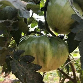 Laurel River Club Bed & Breakfast or LRCBNB