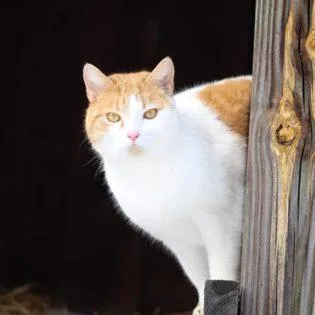 Laurel River Club Bed & Breakfast or LRCBNB