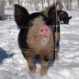 Laurel River Club Bed & Breakfast or LRCBNB