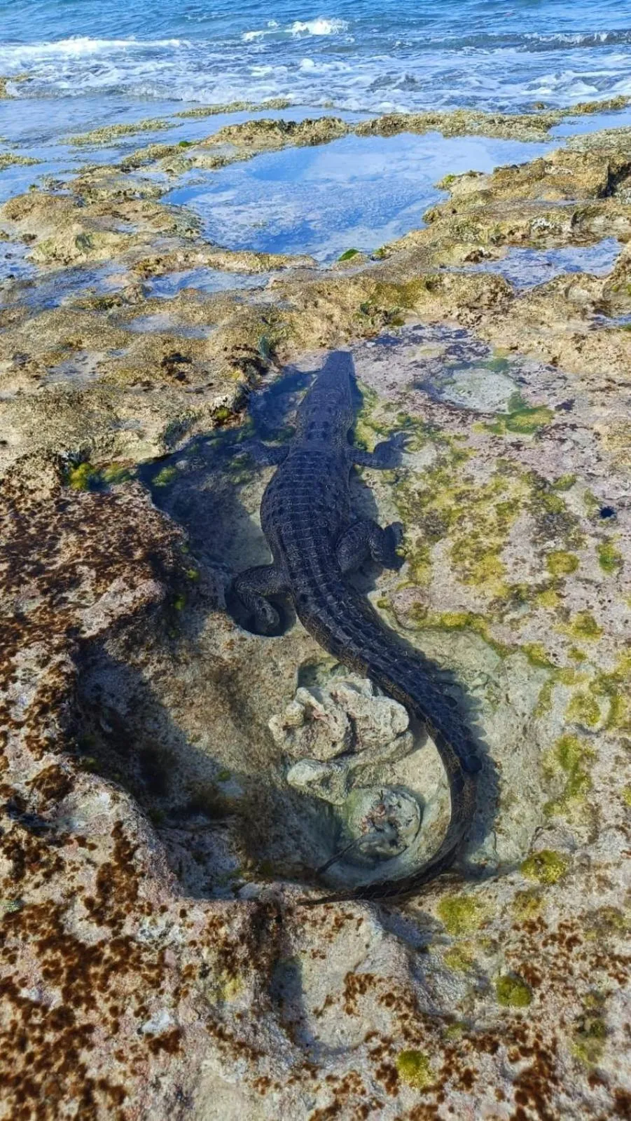 Animals in Hostal Cuca Macuca