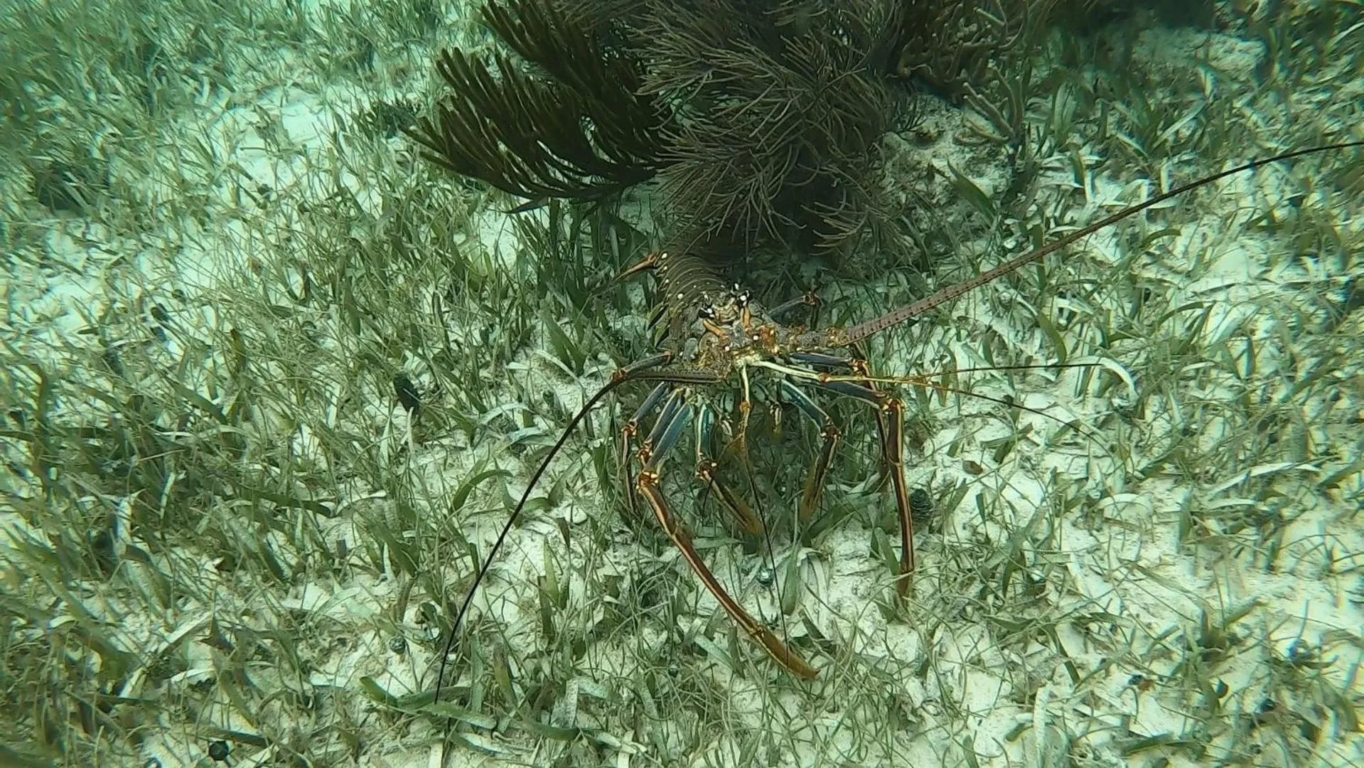 Diving in Hostal Cuca Macuca