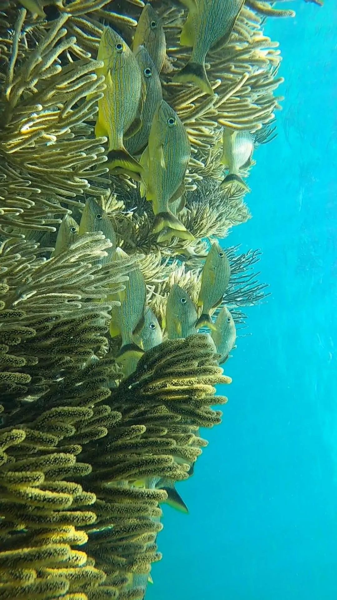 Snorkeling in Hostal Cuca Macuca