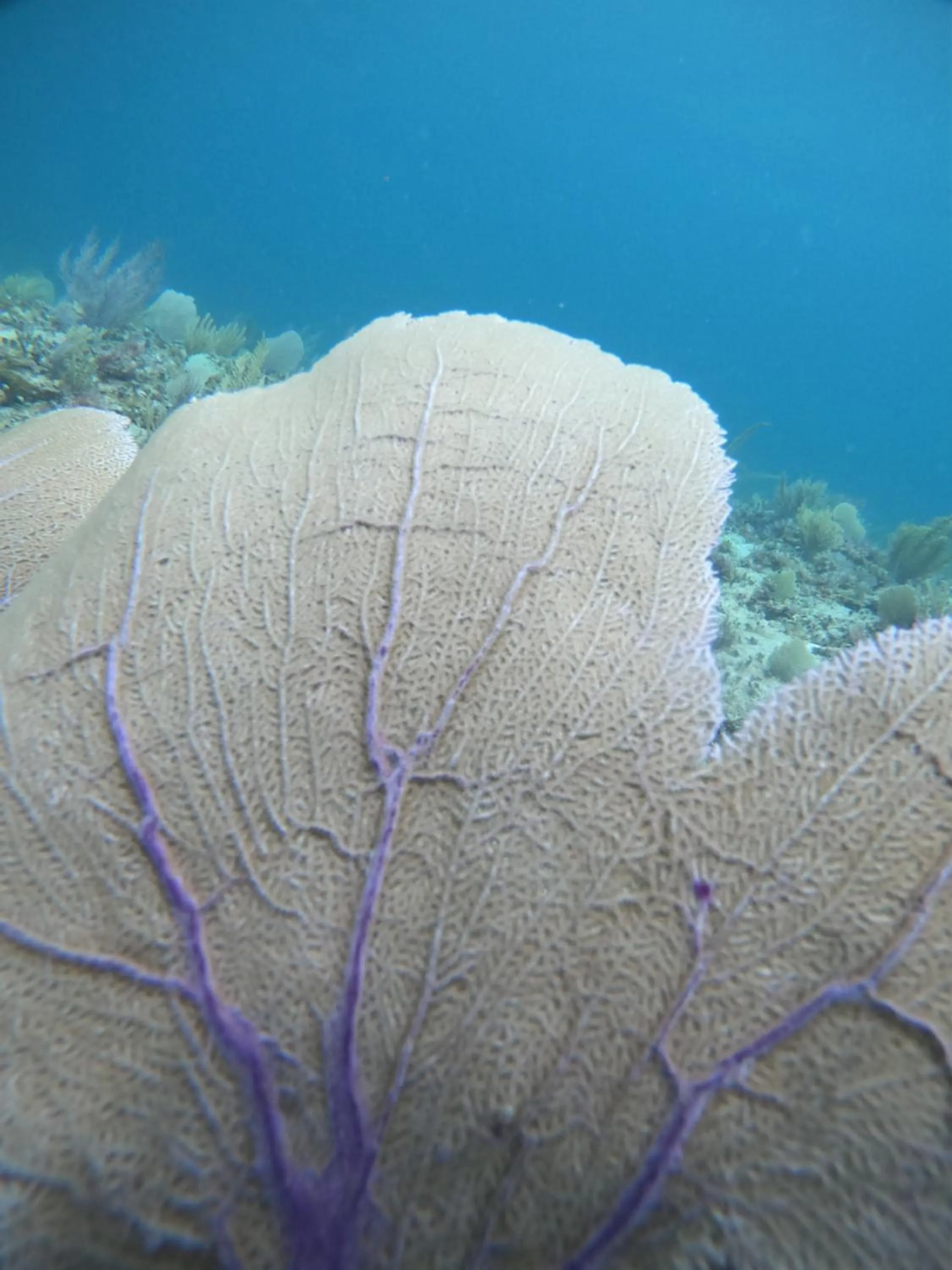 Snorkeling in Hostal Cuca Macuca