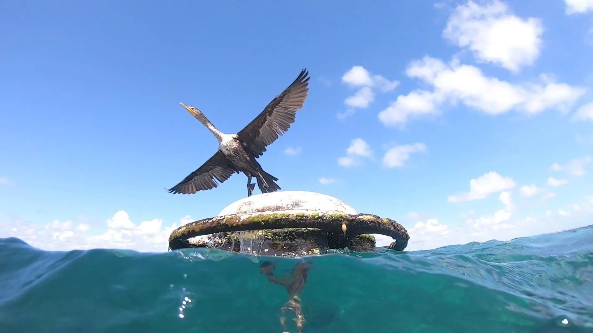 Animals in Hostal Cuca Macuca